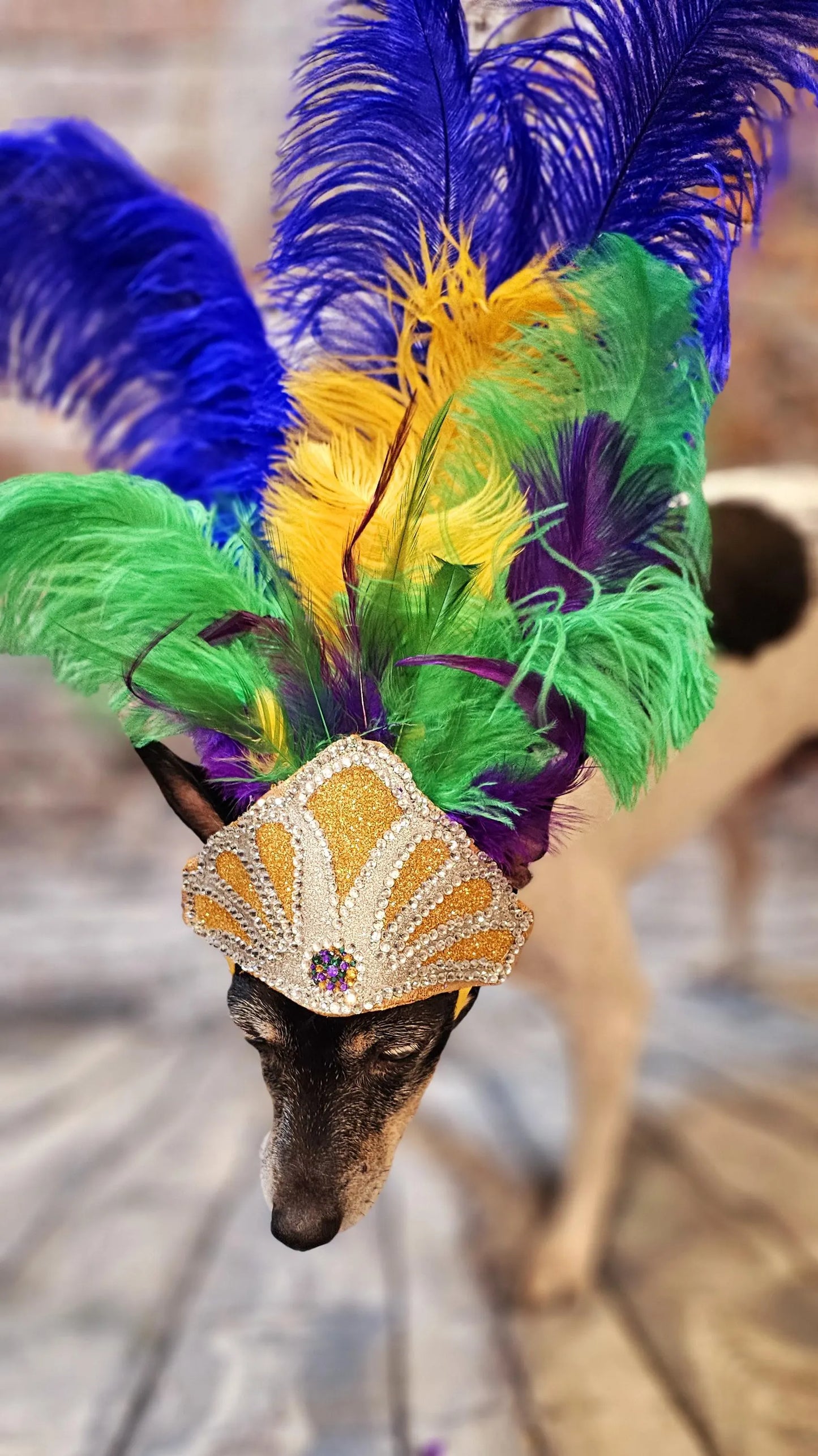 Mardi Gras Pet showgirl headdress, mardi gras pet headdress, carnival pet headdress, mardi gras pet feather headpiece mardi gras dog