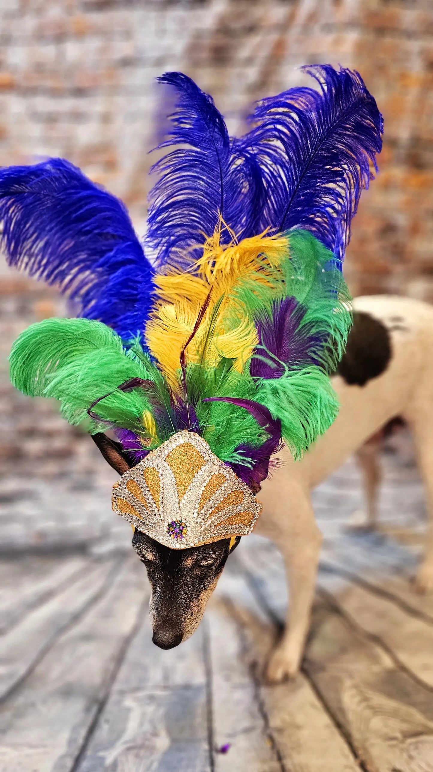 Mardi Gras Pet showgirl headdress, mardi gras pet headdress, carnival pet headdress, mardi gras pet feather headpiece mardi gras dog