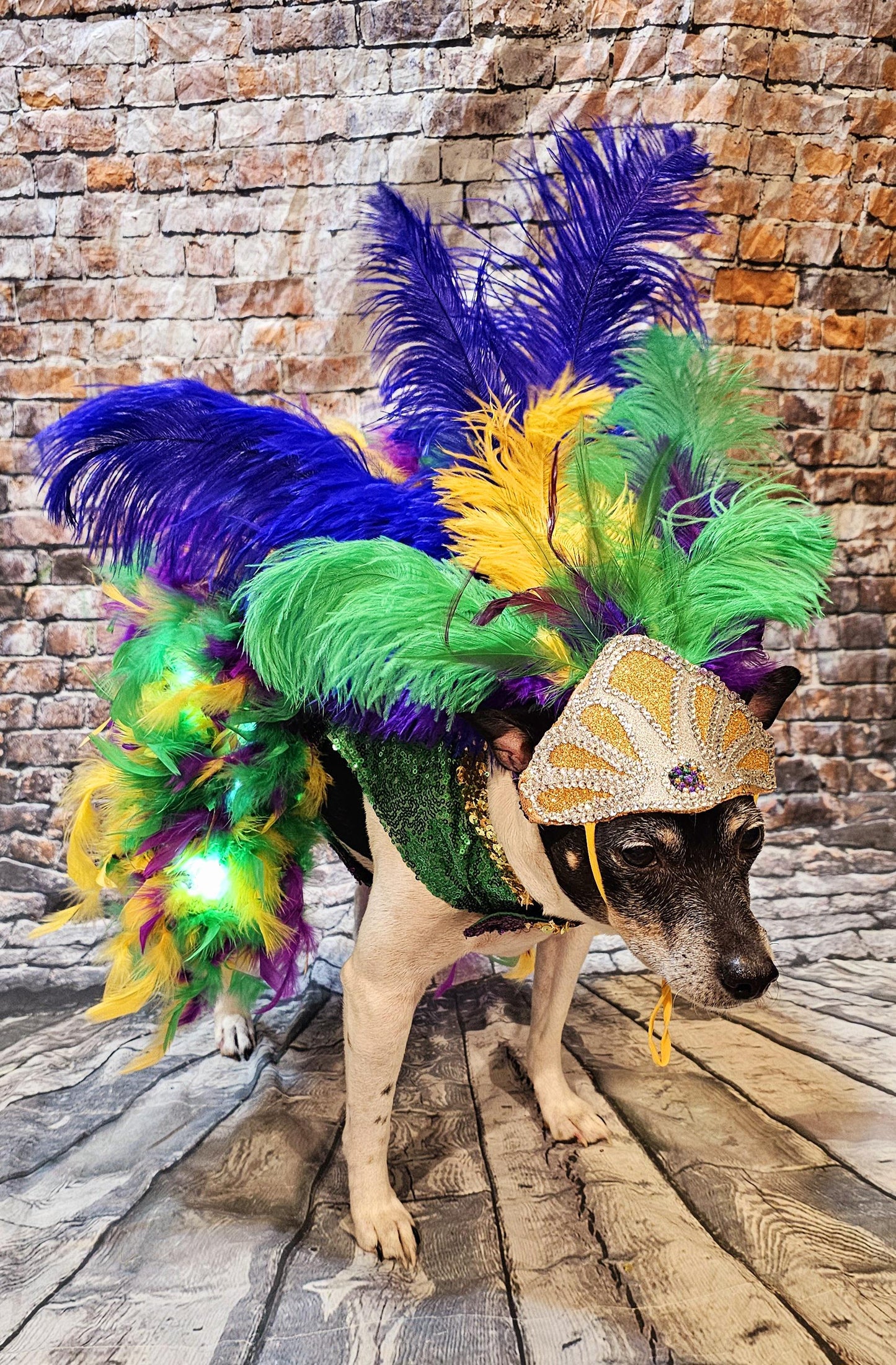 - Mardi Gras light up pet dress, mardi gras pet costume, mardi gras dog costume, fat tuesday pet costume, carnival pet costume, mardi gras cat