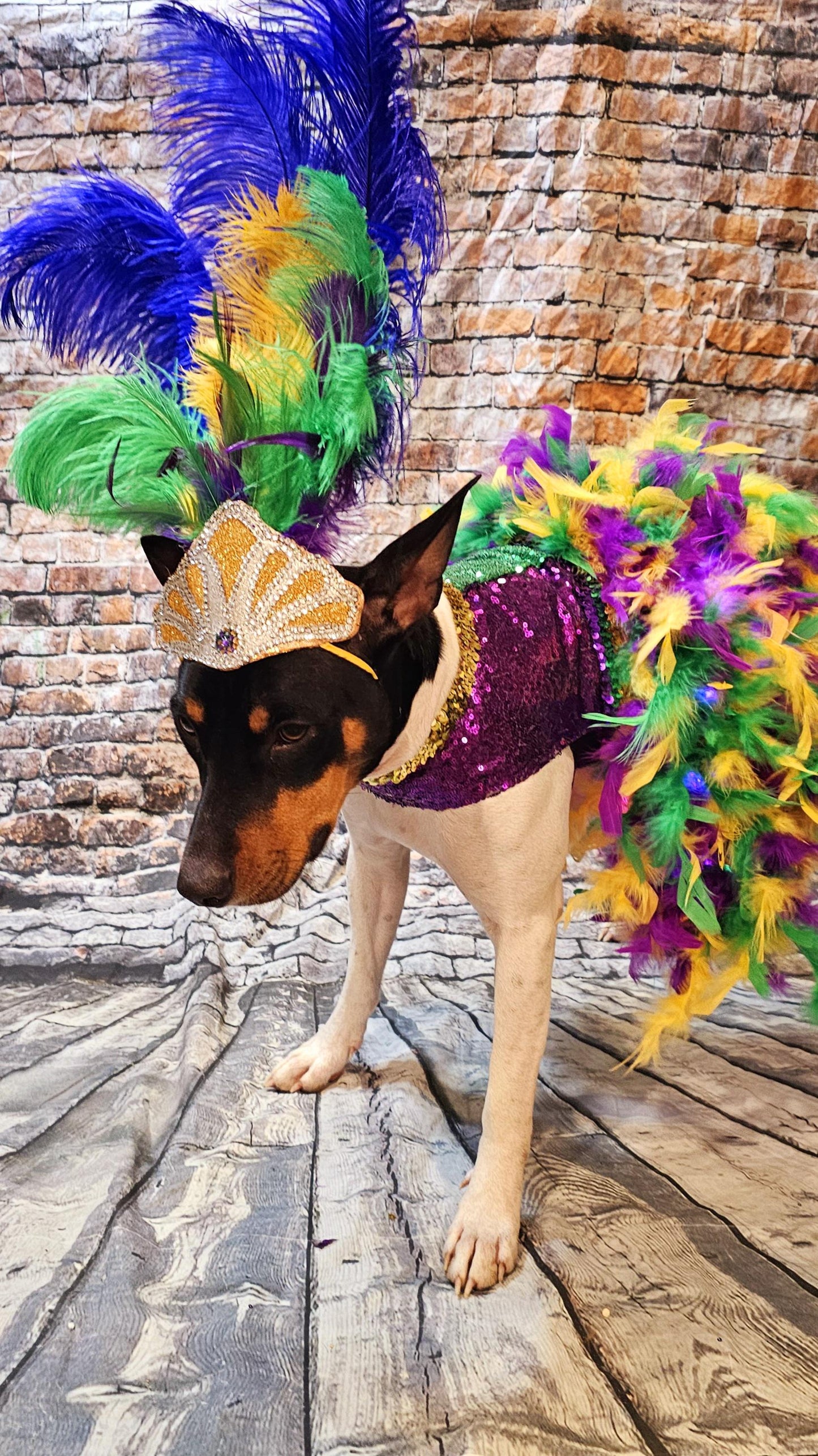 - Mardi Gras light up pet dress, mardi gras pet costume, mardi gras dog costume, fat tuesday pet costume, carnival pet costume, mardi gras cat