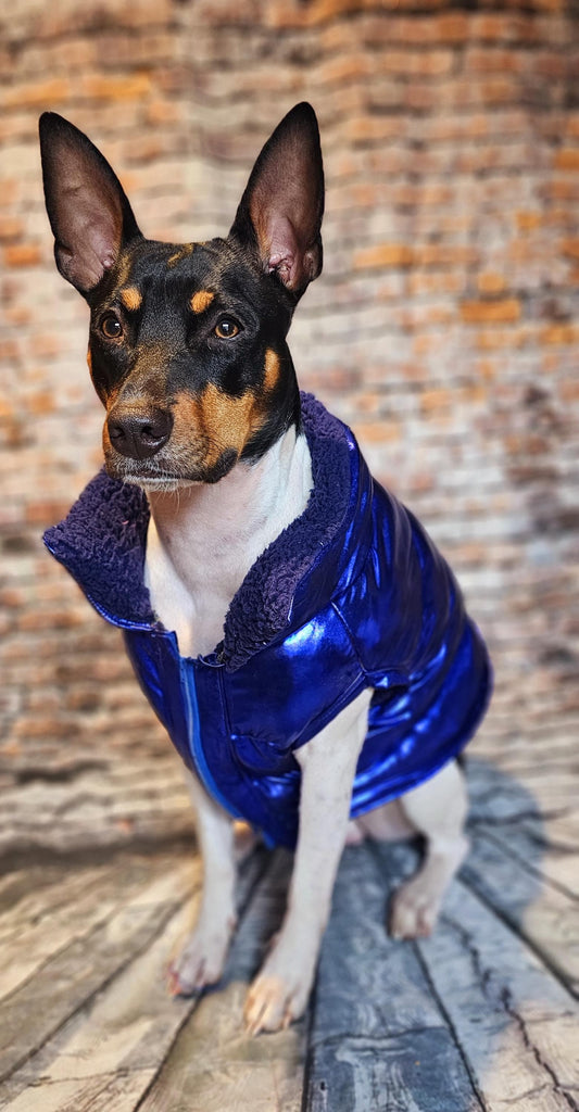Pet puffer jacket, puffer dog jacket, metallic pet jacket, Houston texan dog jacket, pet puffer jacket, winter pet jacket, jackets for dogs