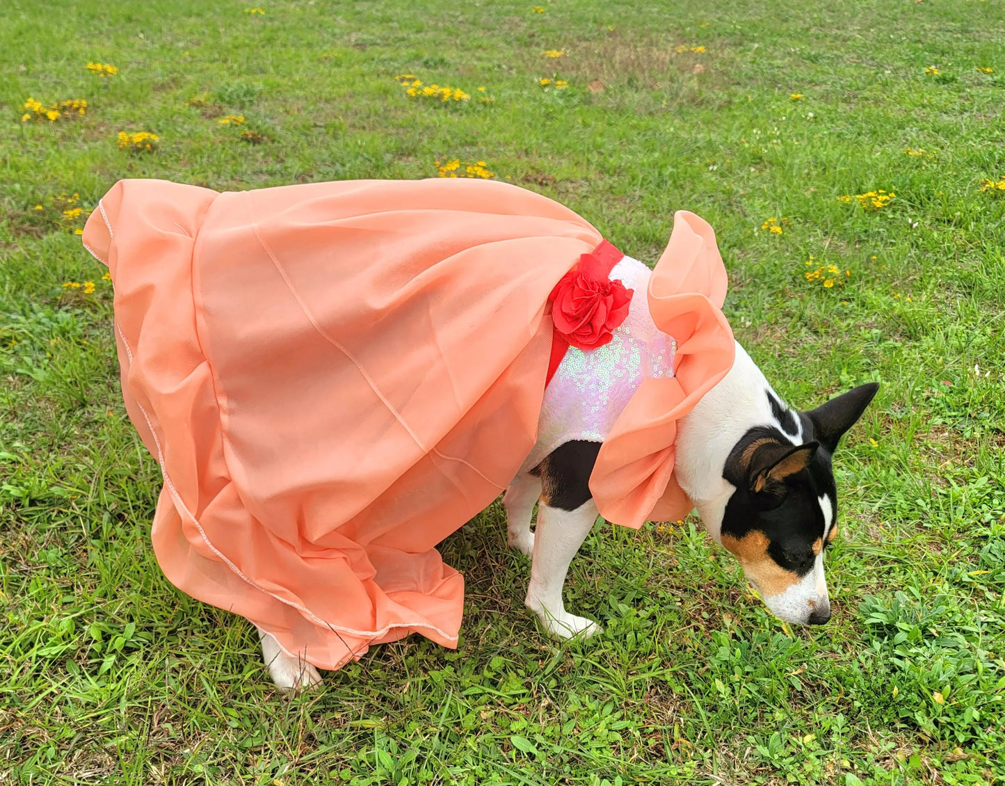 Peaches and Cream pet costume, peaches and cream dog costume, peaches and cream cat costume, peaches and cream pet dress, replica Barbie pet
