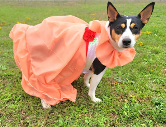 Peaches and Cream pet costume, peaches and cream dog costume, peaches and cream cat costume, peaches and cream pet dress, replica Barbie pet