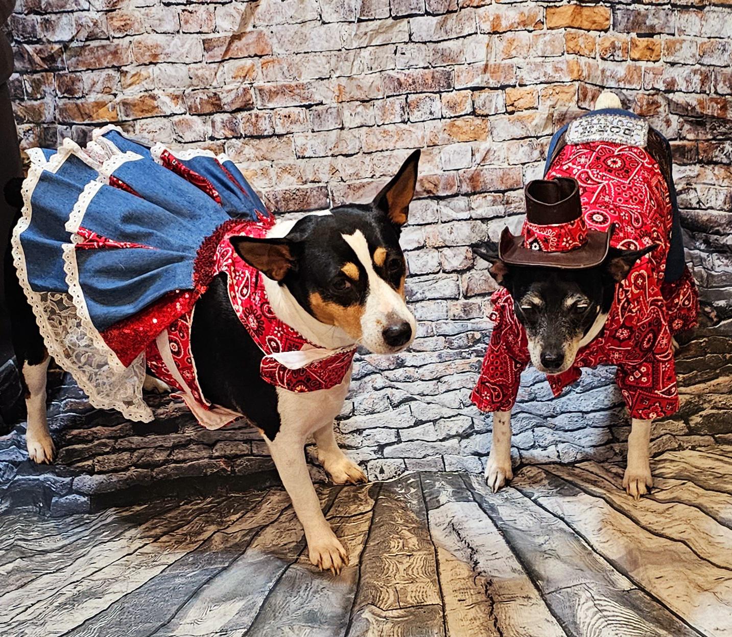 - Western cowgirl pet dress, Country western pet dress