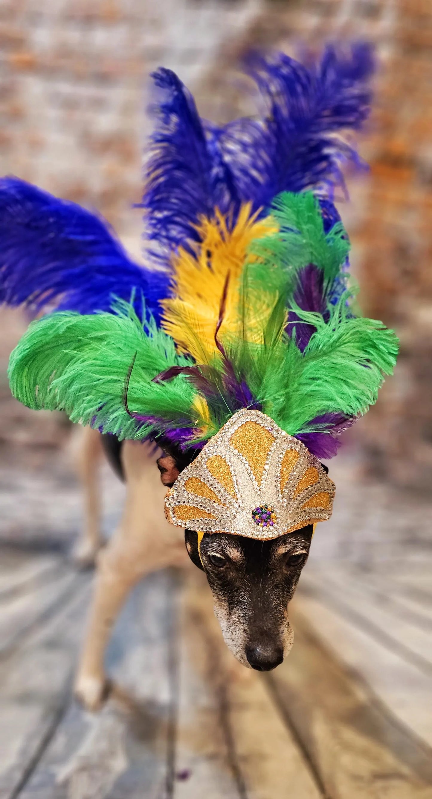 Mardi Gras Pet showgirl headdress, mardi gras pet headdress, carnival pet headdress, mardi gras pet feather headpiece mardi gras dog