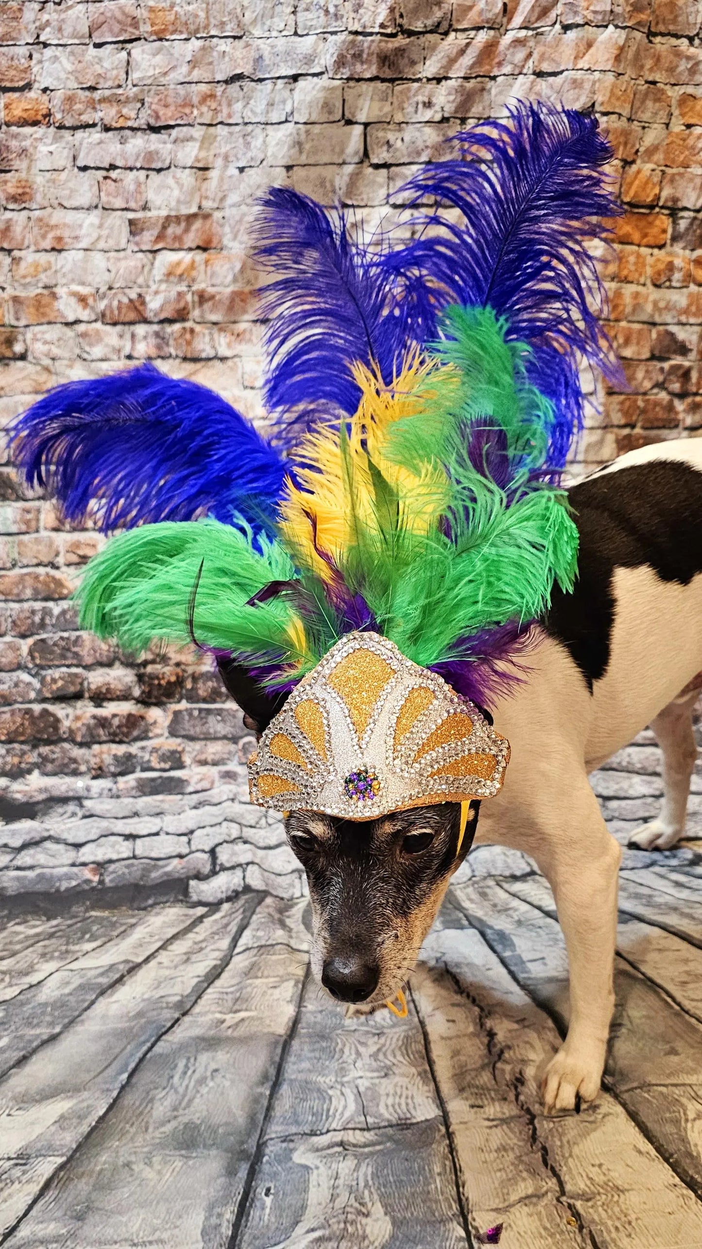 Mardi Gras Pet showgirl headdress, mardi gras pet headdress, carnival pet headdress, mardi gras pet feather headpiece mardi gras dog