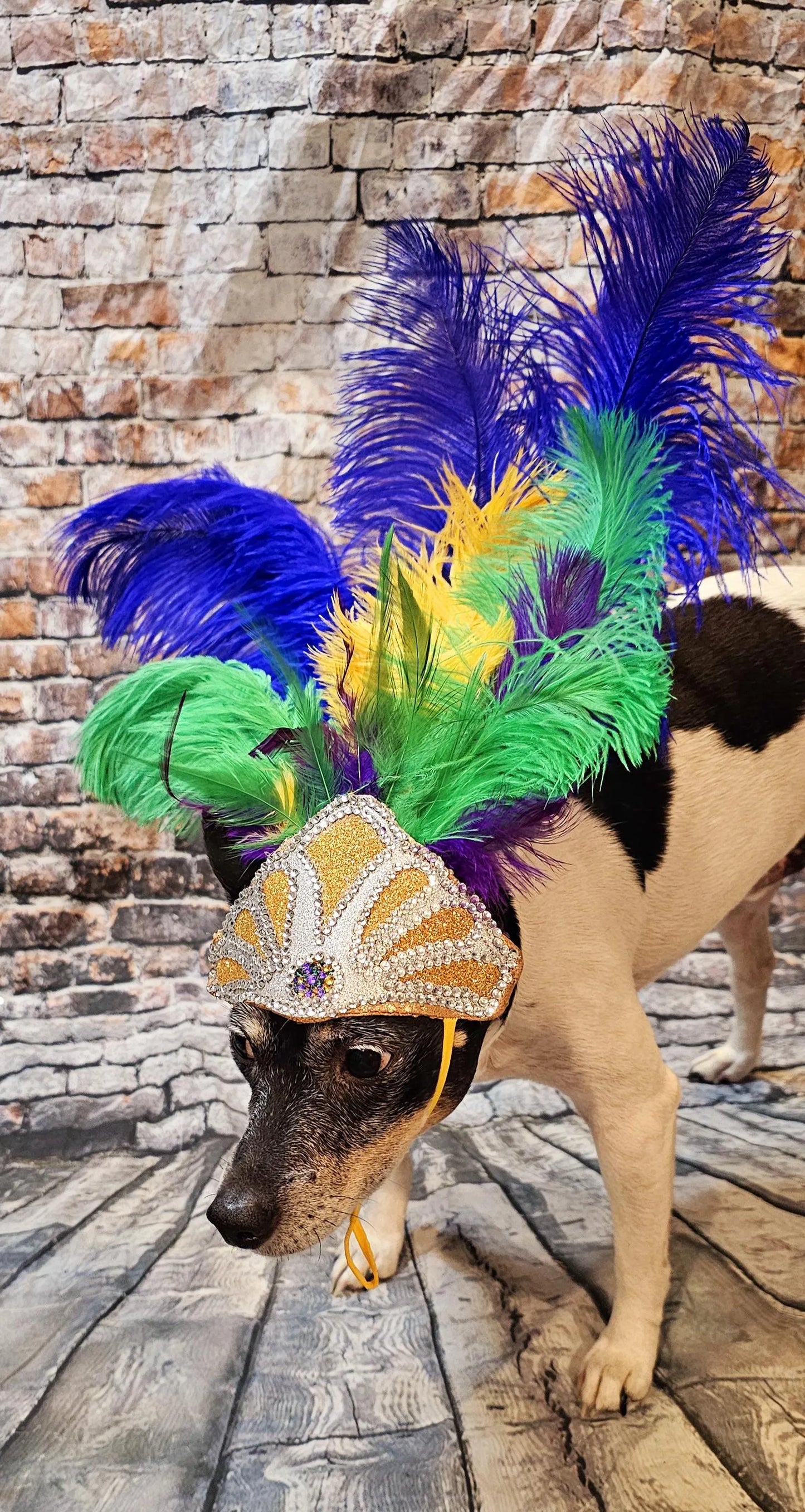 Mardi Gras Pet showgirl headdress, mardi gras pet headdress, carnival pet headdress, mardi gras pet feather headpiece mardi gras dog