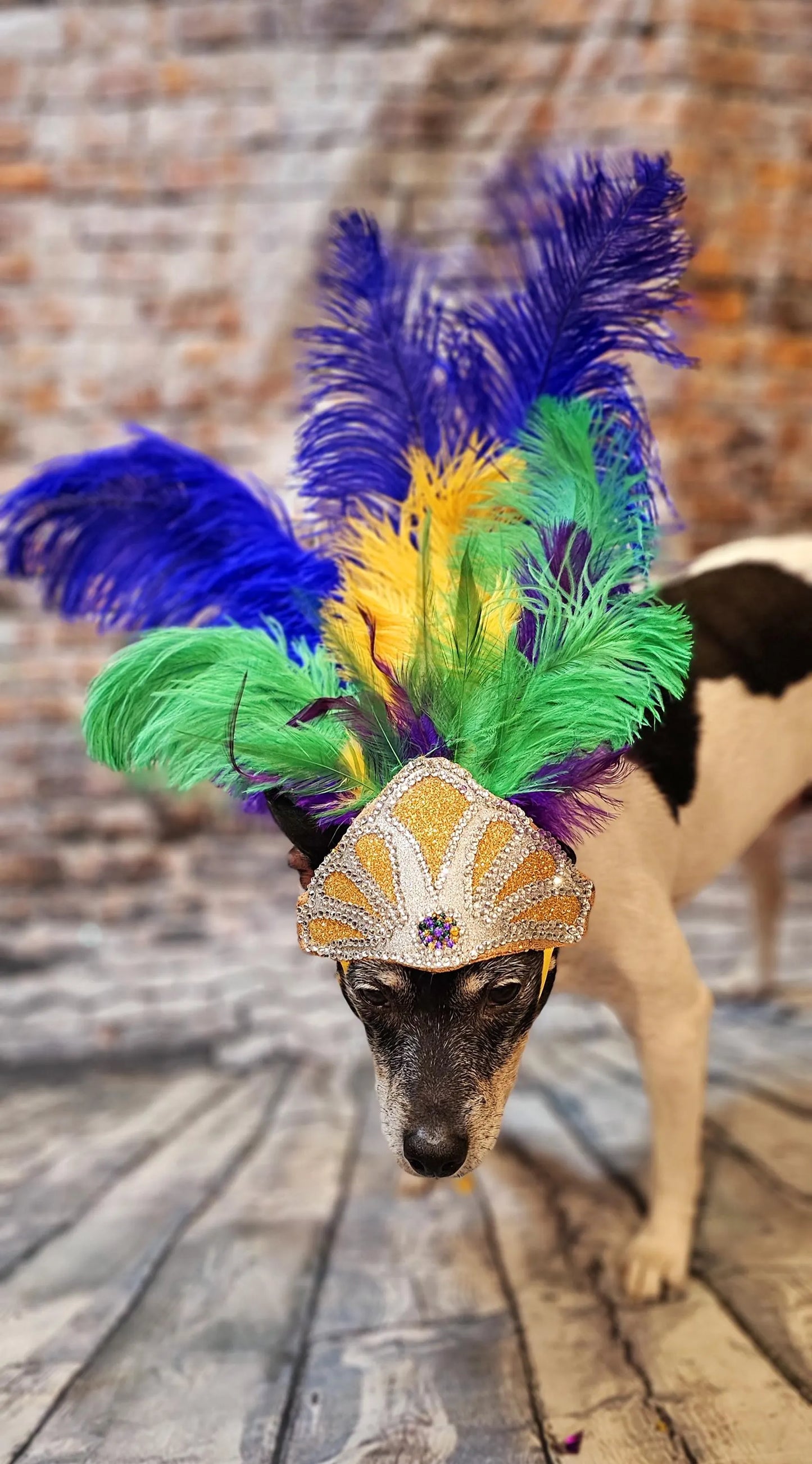 Mardi Gras Pet showgirl headdress, mardi gras pet headdress, carnival pet headdress, mardi gras pet feather headpiece mardi gras dog