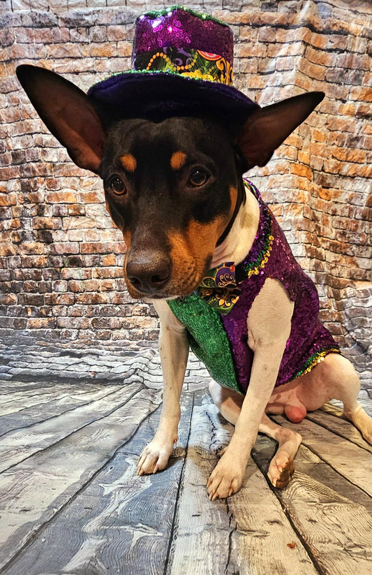 Sequin Mardi Gras pet vest and hat, fat tuesday pet vest, mardi gras pet costume, mardi gras dog vest and hat, mardi gras cat vest, fat tuesday dog