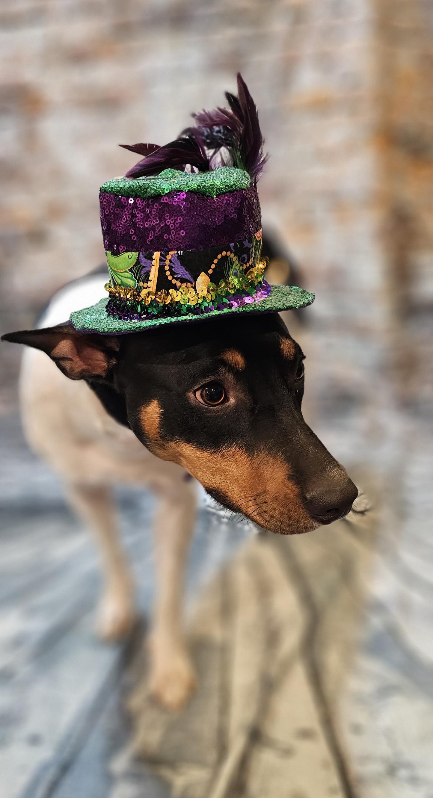 Mardi Gras sequin pet hat, fat tuesday pet hat, mardi gras pet hat, mardi gras dog hat, mardi gras cat hat, fat tuesday dog hat, sequin pet hat