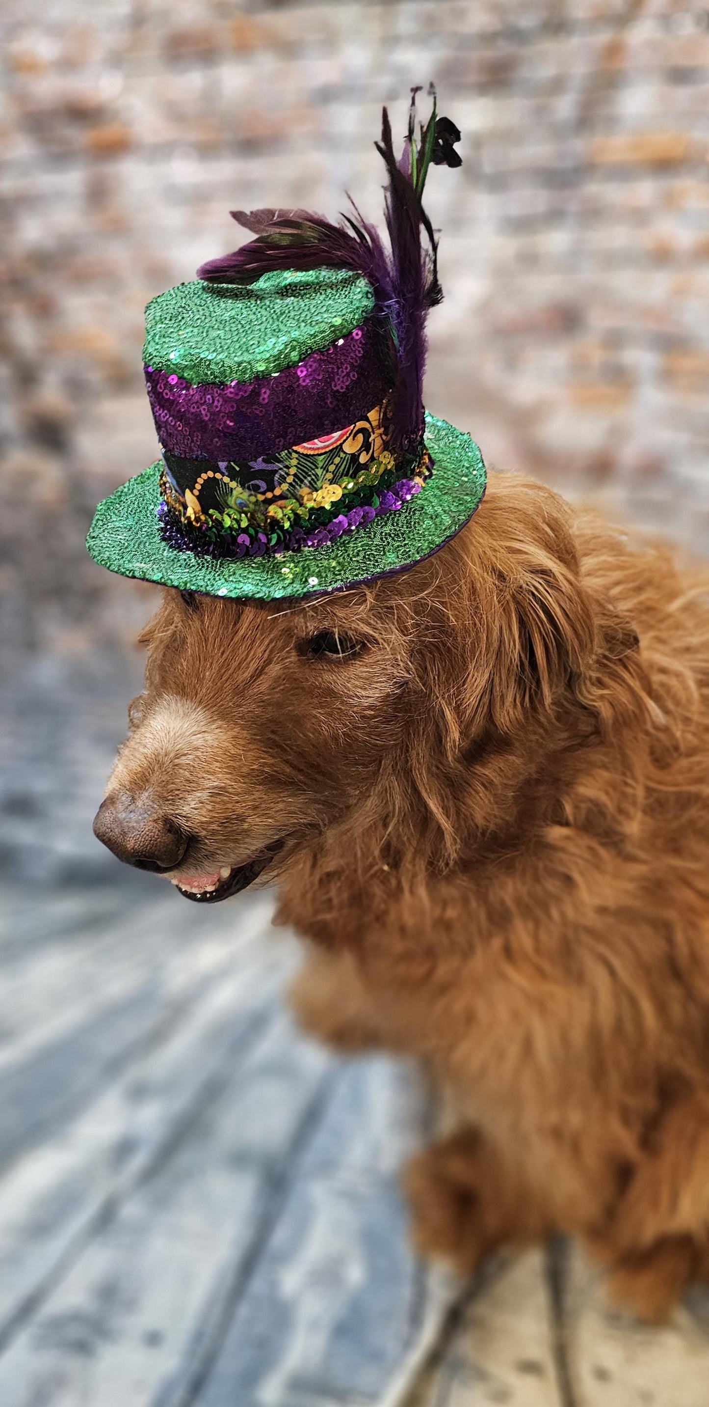 Mardi Gras sequin pet hat, fat tuesday pet hat, mardi gras pet hat, mardi gras dog hat, mardi gras cat hat, fat tuesday dog hat, sequin pet hat