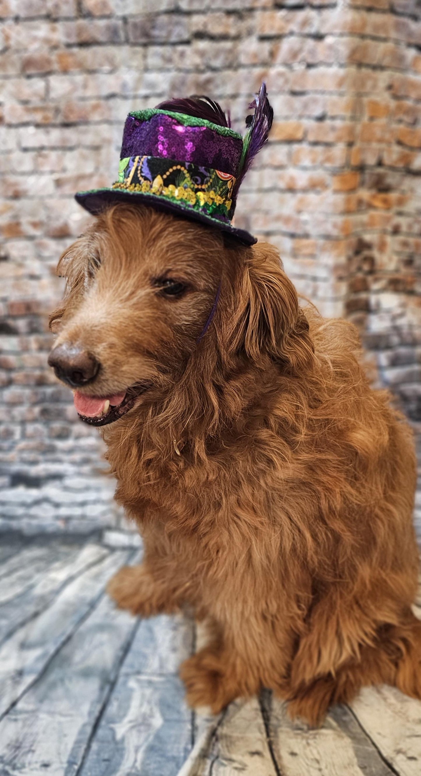 Mardi Gras sequin pet hat, fat tuesday pet hat, mardi gras pet hat, mardi gras dog hat, mardi gras cat hat, fat tuesday dog hat, sequin pet hat