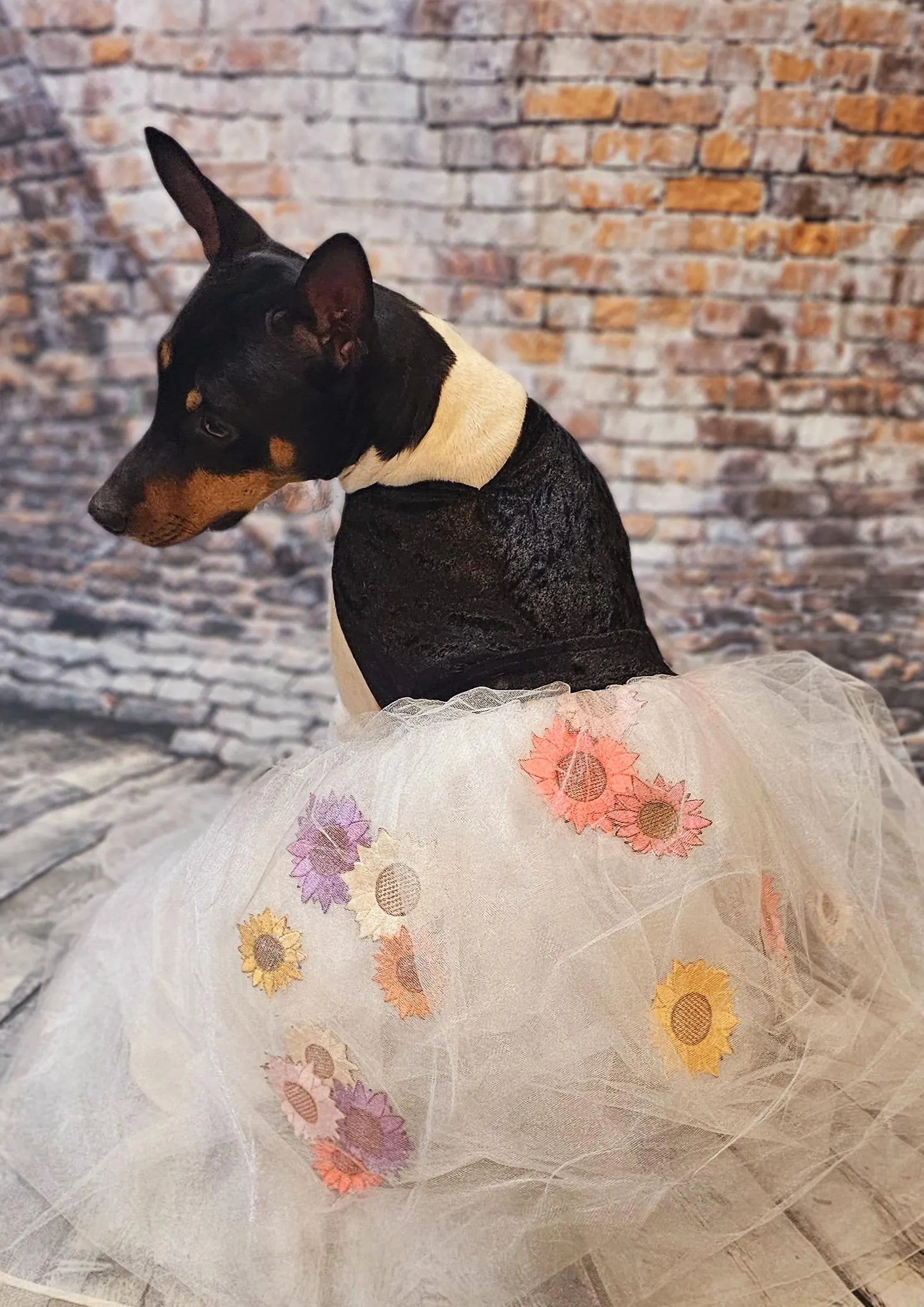 Taylor Swift pet dress, Taylor lover pet dress, Taylor Me pet dress, Taylor Swift dog dress, Taylor pet flower tulle dress, Taylor cat dress