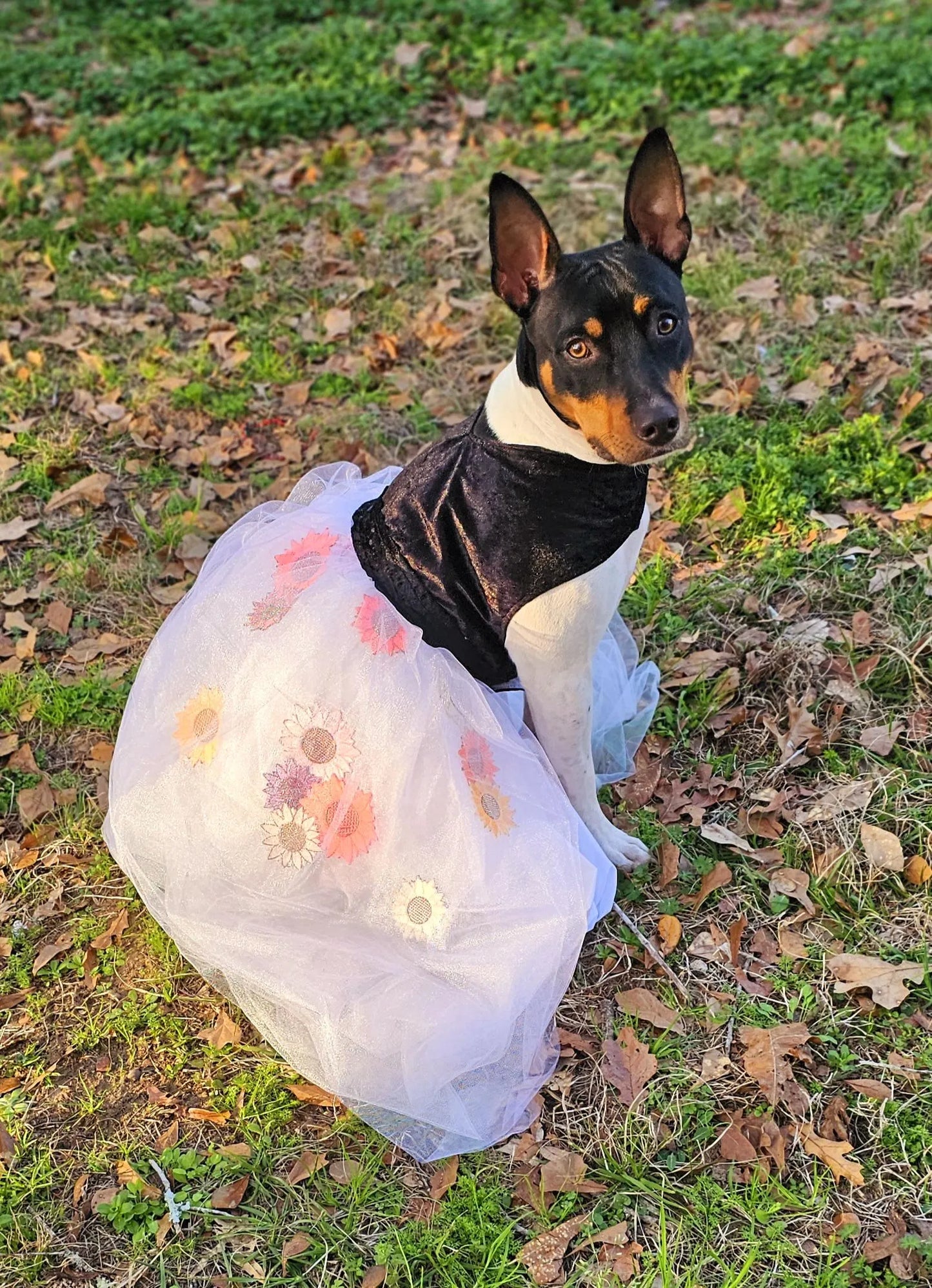 Taylor Swift pet dress, Taylor lover pet dress, Taylor Me pet dress, Taylor Swift dog dress, Taylor pet flower tulle dress, Taylor cat dress