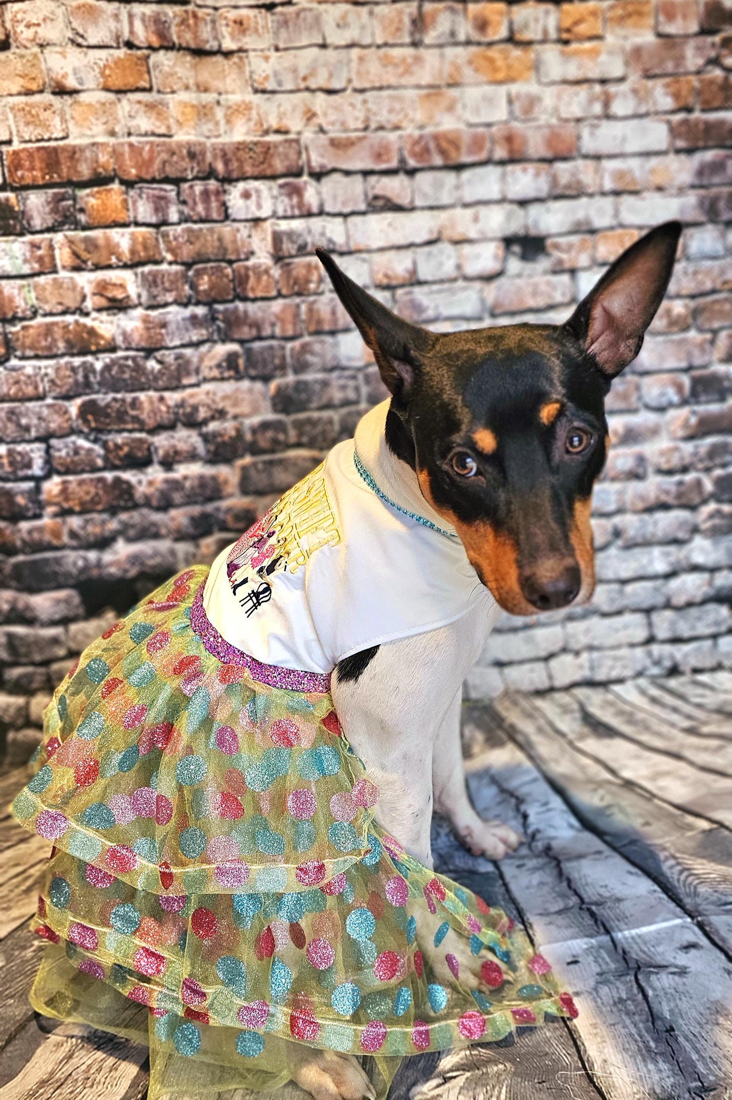 Taylor Era Pet dress, Embroidered Taylor pet dress, Taylor Era dog dress, Taylor Era cat dress, Era's dog dress
