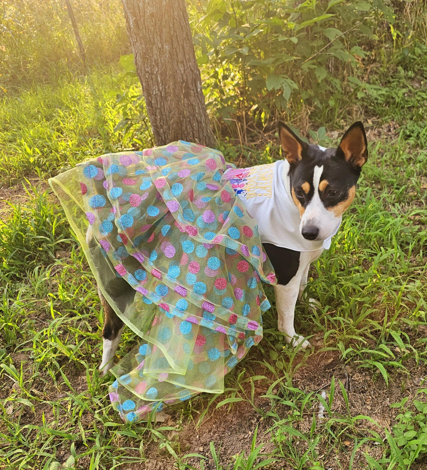 Taylor Era Pet dress, Embroidered Taylor pet dress, Taylor Era dog dress, Taylor Era cat dress, Era's dog dress