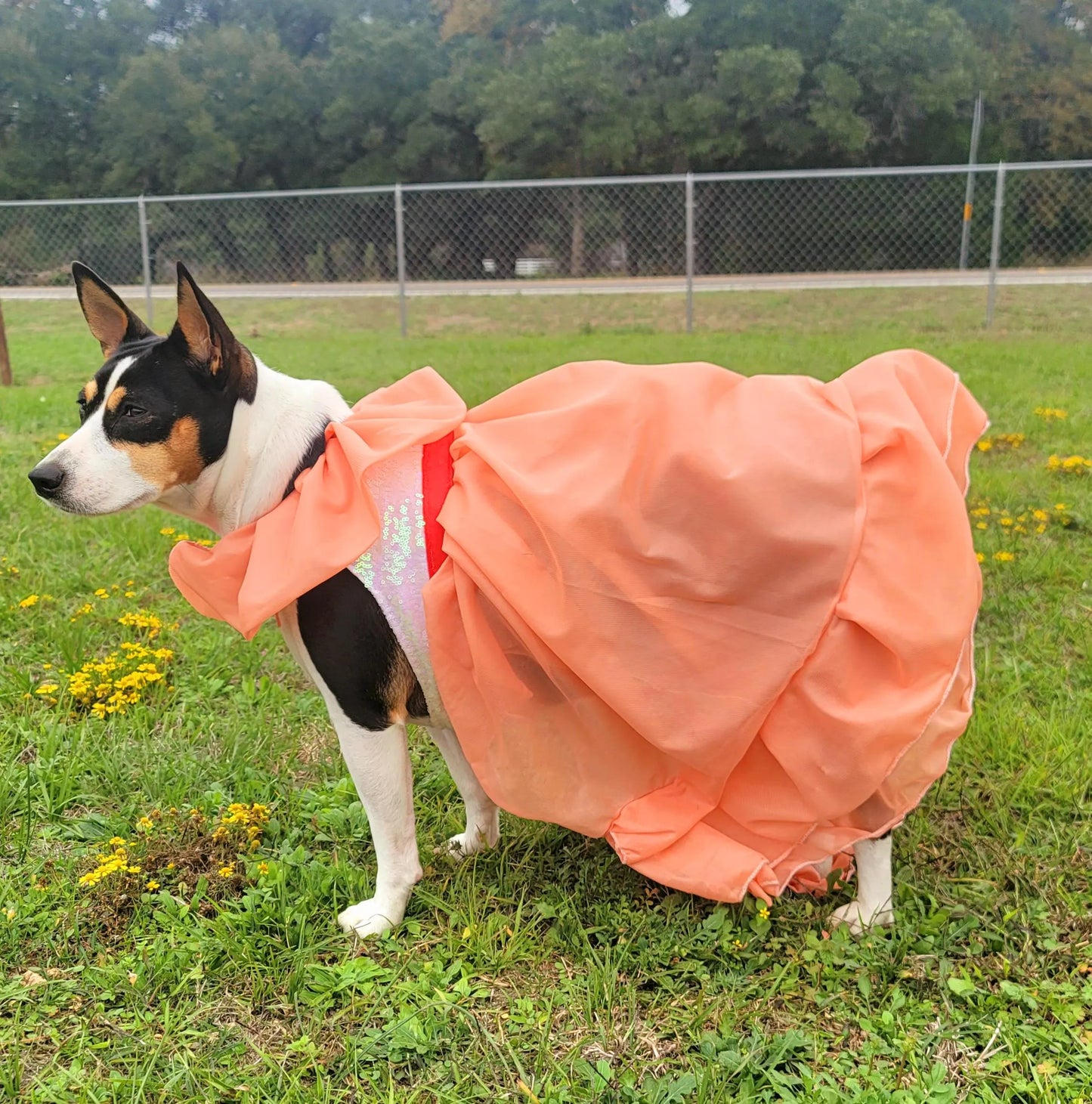 Peaches and Cream pet costume, peaches and cream dog costume, peaches and cream cat costume, peaches and cream pet dress, replica Barbie pet