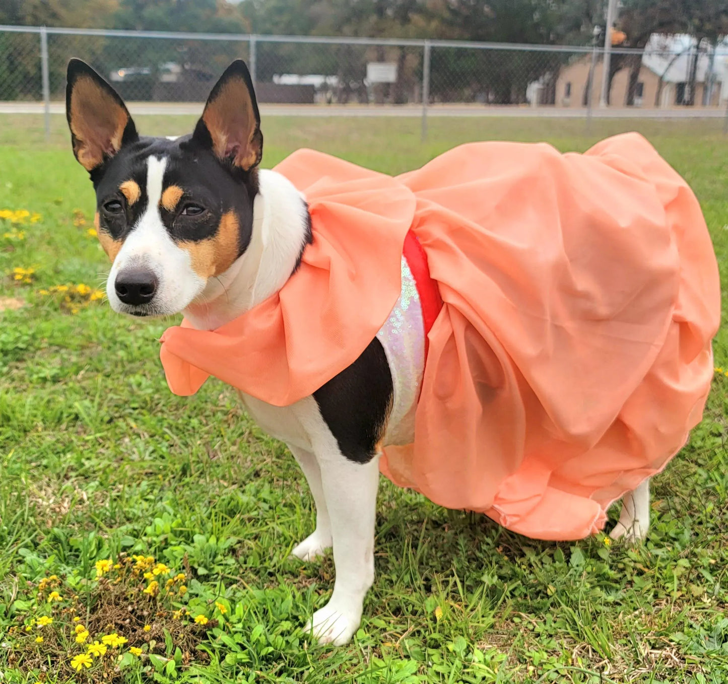 Peaches and Cream pet costume, peaches and cream dog costume, peaches and cream cat costume, peaches and cream pet dress, replica Barbie pet