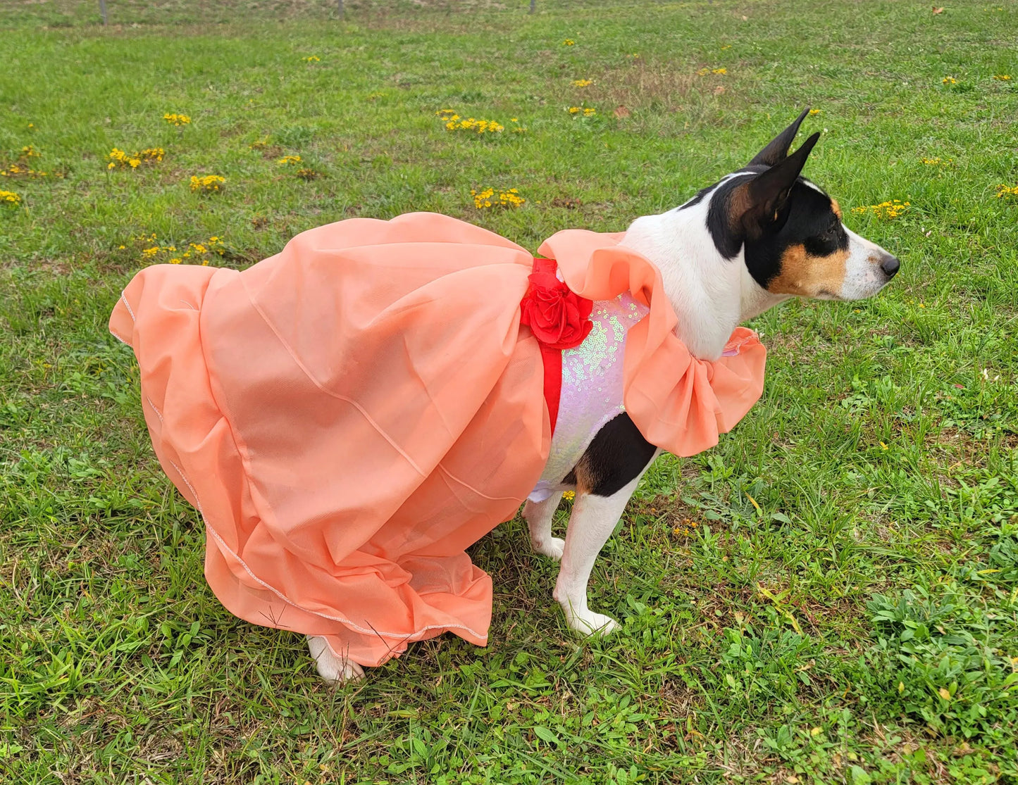 Peaches and Cream pet costume, peaches and cream dog costume, peaches and cream cat costume, peaches and cream pet dress, replica Barbie pet