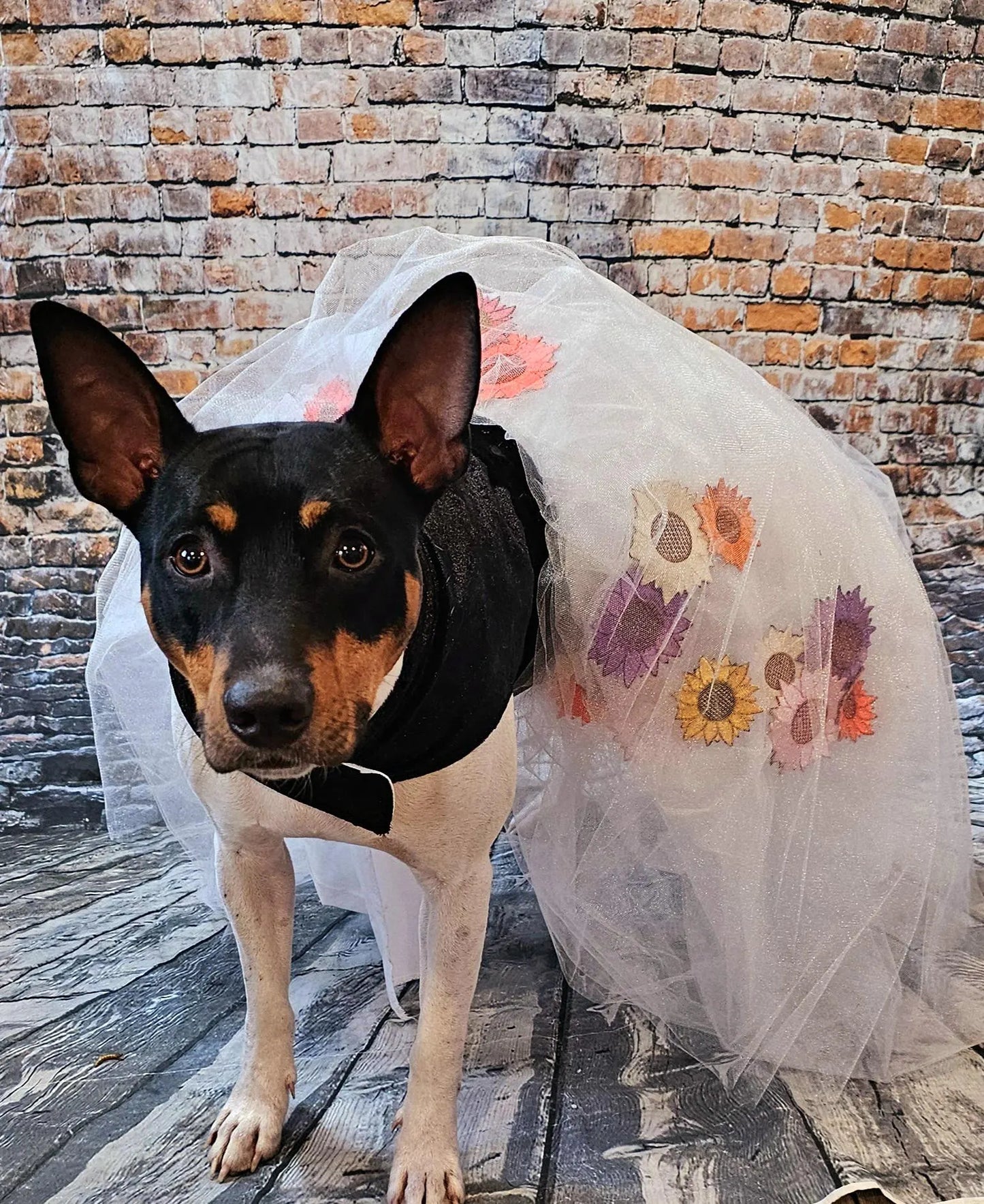 Taylor Swift pet dress, Taylor lover pet dress, Taylor Me pet dress, Taylor Swift dog dress, Taylor pet flower tulle dress, Taylor cat dress