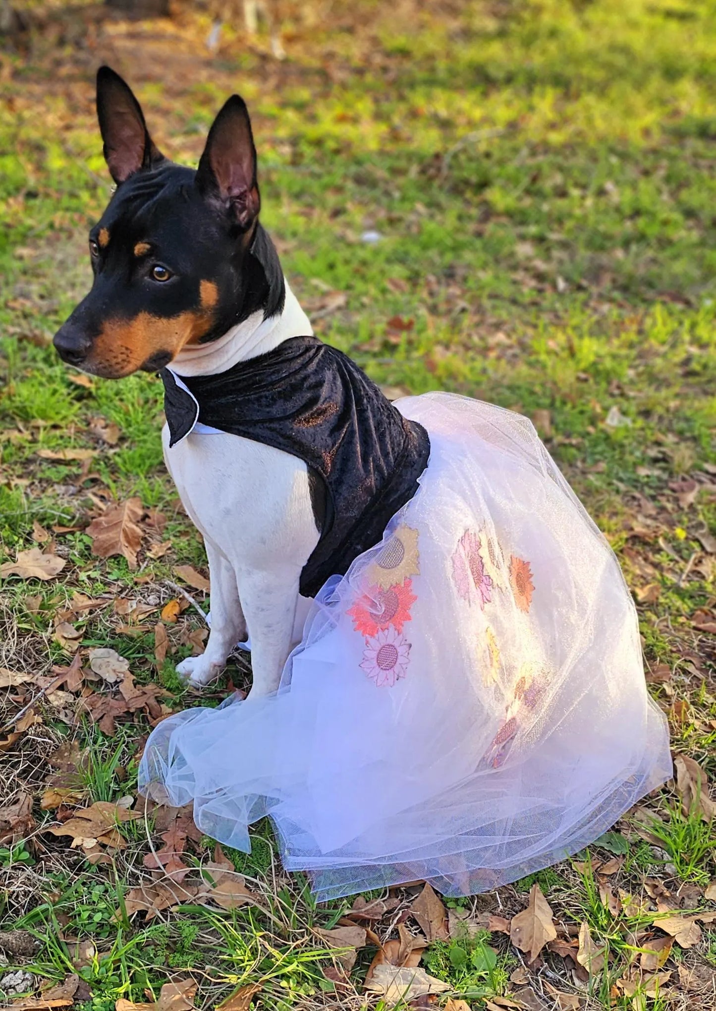 Taylor Swift pet dress, Taylor lover pet dress, Taylor Me pet dress, Taylor Swift dog dress, Taylor pet flower tulle dress, Taylor cat dress