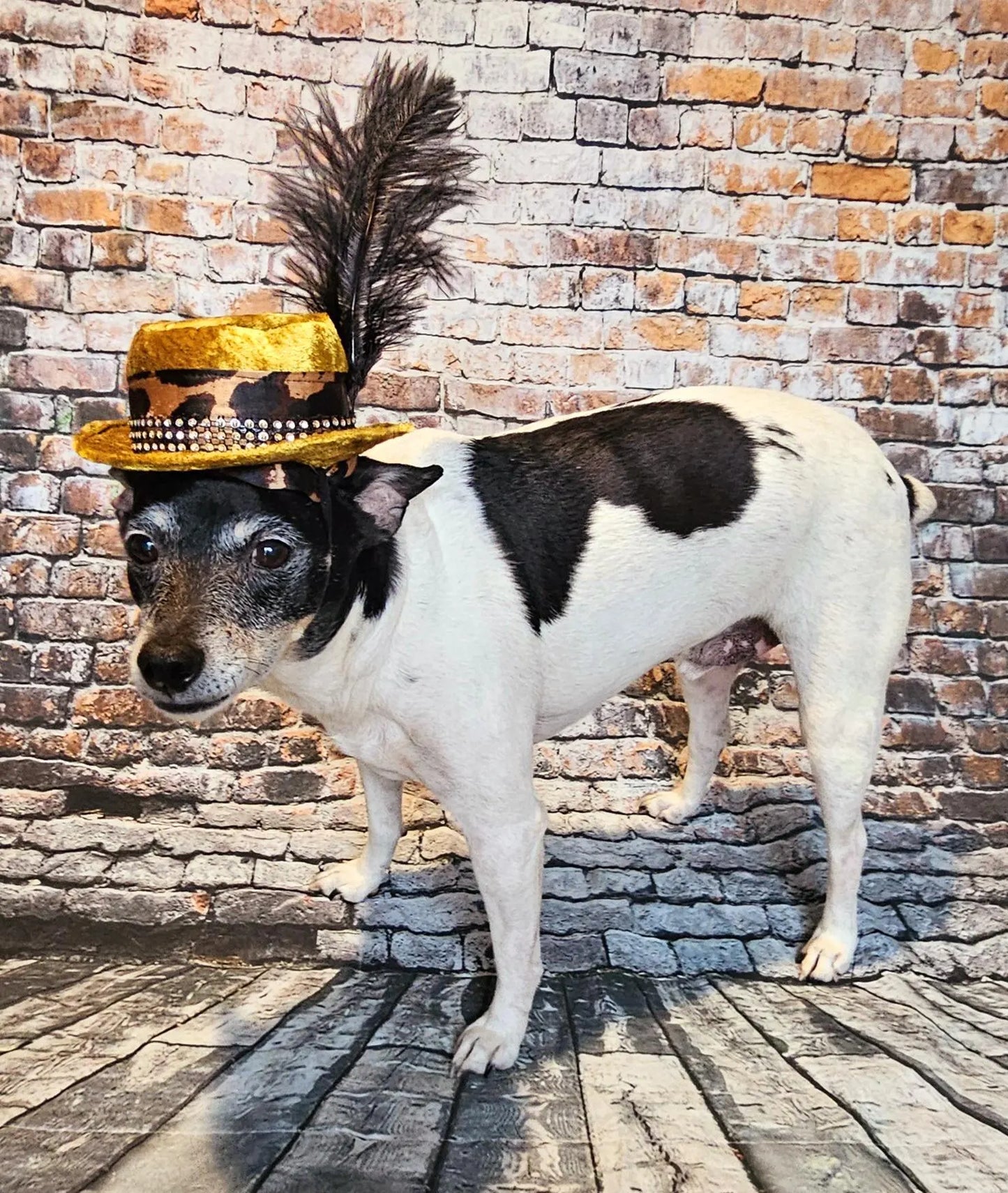 Pimp pet hat, pimp dog hat, gangster pet hat, gangster dog hat, pet pimp hat, pimp cat hat, dog gangster hat, pimp feather pet hat