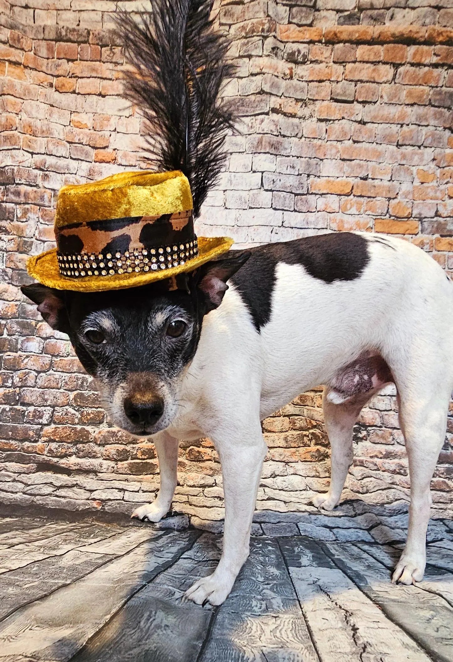 Pimp pet hat, pimp dog hat, gangster pet hat, gangster dog hat, pet pimp hat, pimp cat hat, dog gangster hat, pimp feather pet hat