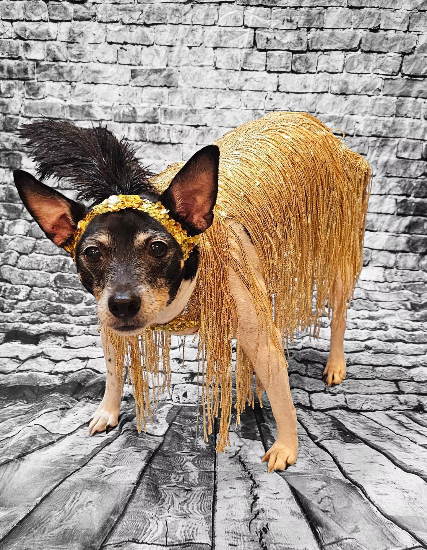 - Flappers sequin pet costume, flappers fringe pet costume