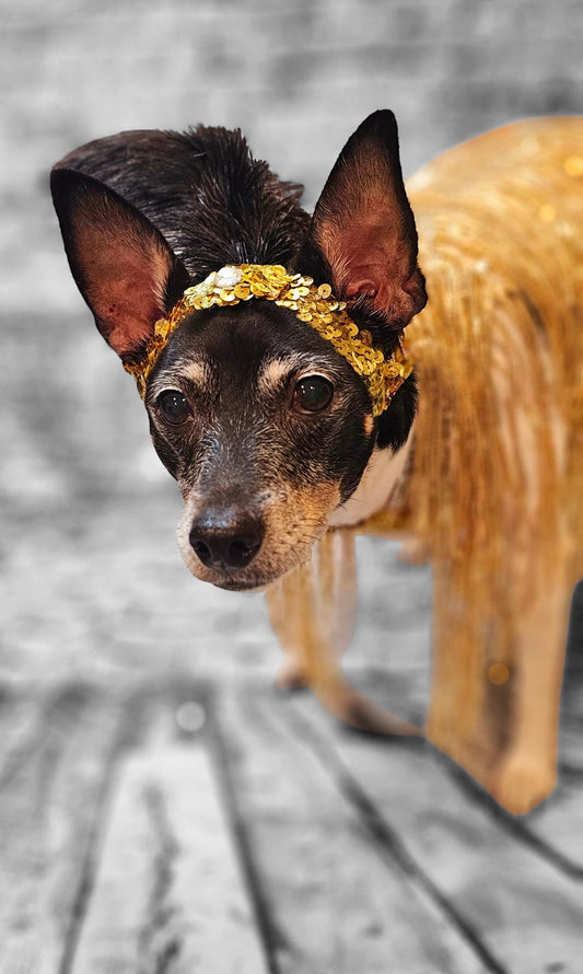 Flapper 20s pet accessories, 20s Flapper per head band and boa, 20s flapper dog accessories, 20s flapper cat accessories, Halloween 20s pet set
