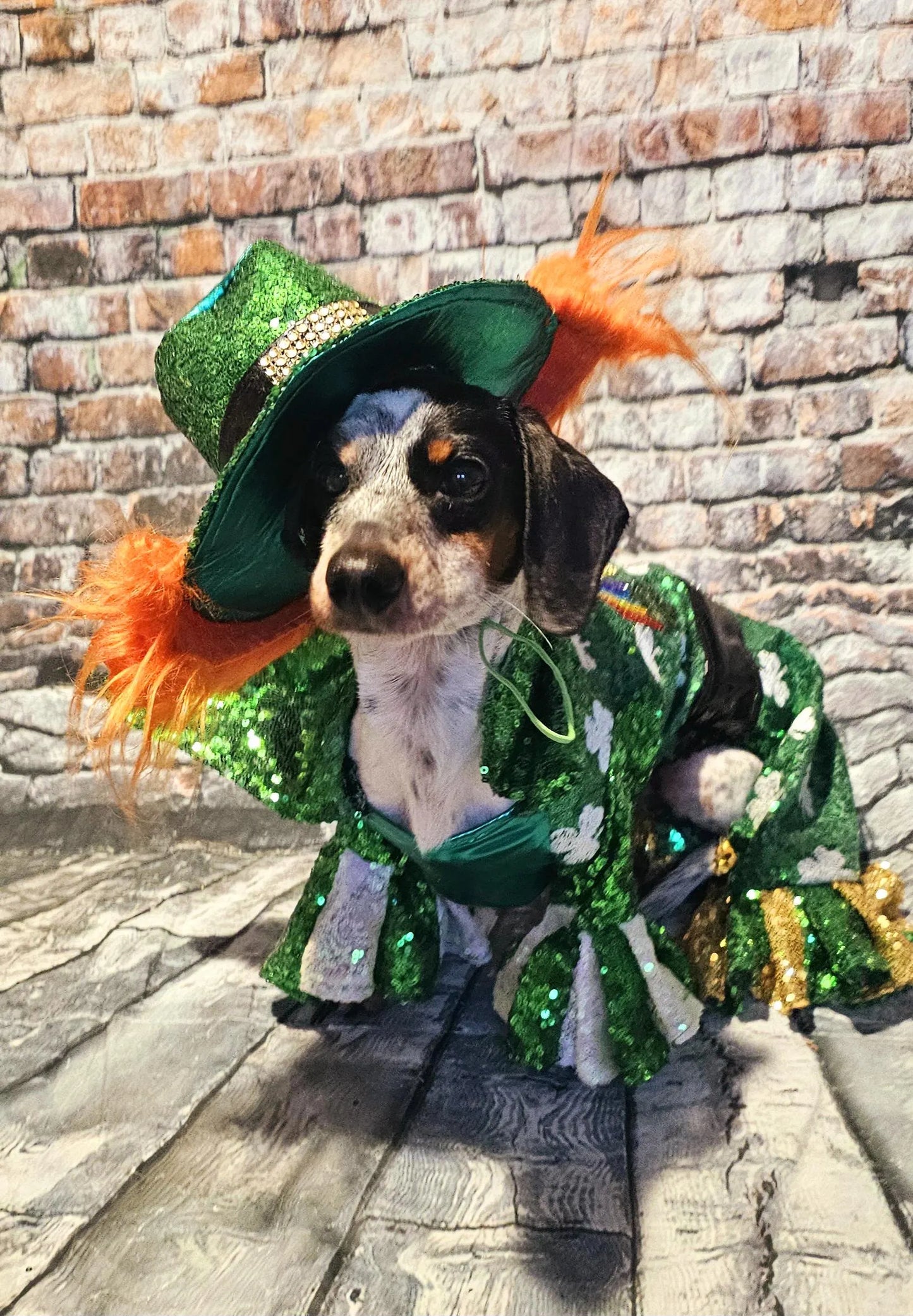 Leprechaun pet costume, Leprechaun dog costume, St. Patty's pet costume, sequin pet costume, Irish pet costume, St Patrick's Day pet costume
