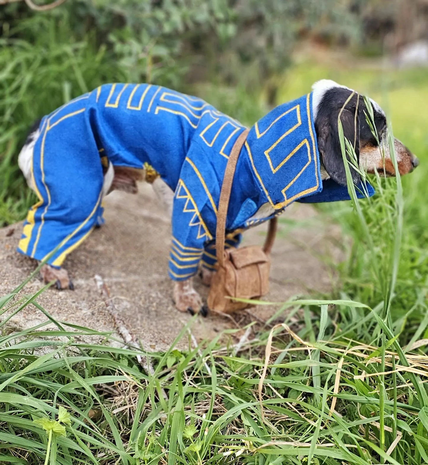 -  Prince Fiyero pet costume, prince fiyero dog costume, fiyero cat costume, pet fiyero costume, dog fiyero costume, cat fiyero costume