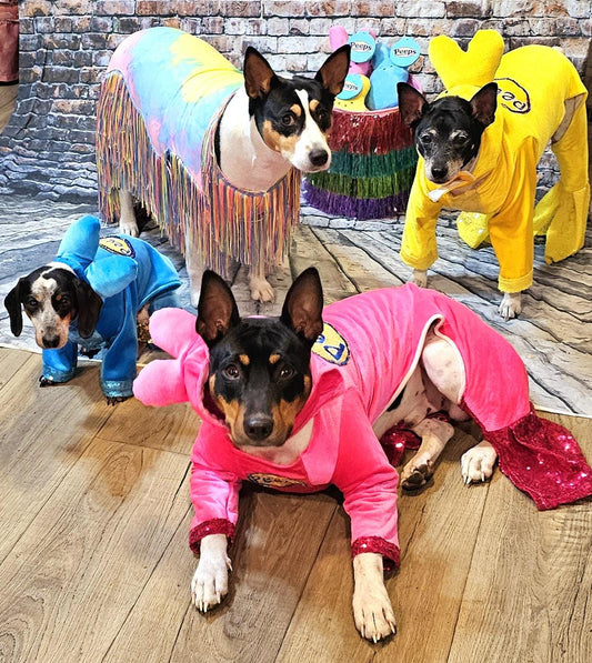 Peeps pet costume, bunny pet costume, Easter pet costume, peeps dog costume, peeps marshmallow pet costume, Easter bunny pet costume