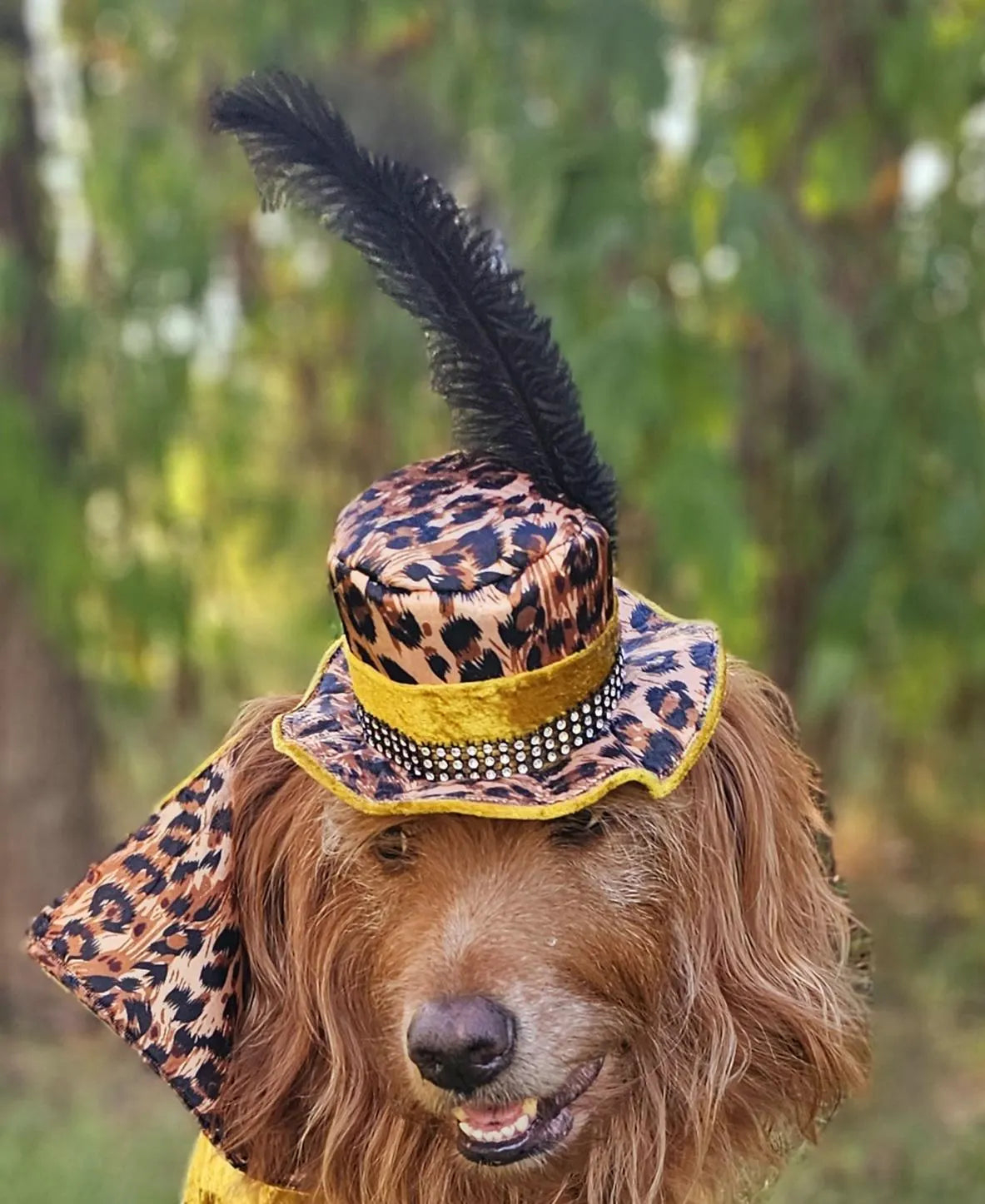 Pimp pet hat, pimp dog hat, gangster pet hat, gangster dog hat, pet pimp hat, pimp cat hat, dog gangster hat, pimp feather pet hat