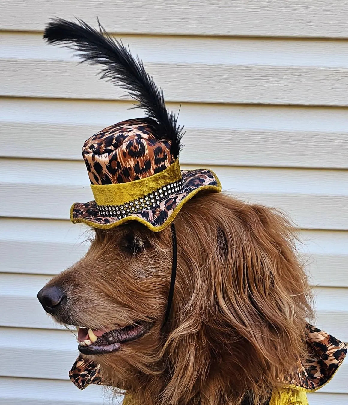 Pimp pet hat, pimp dog hat, gangster pet hat, gangster dog hat, pet pimp hat, pimp cat hat, dog gangster hat, pimp feather pet hat