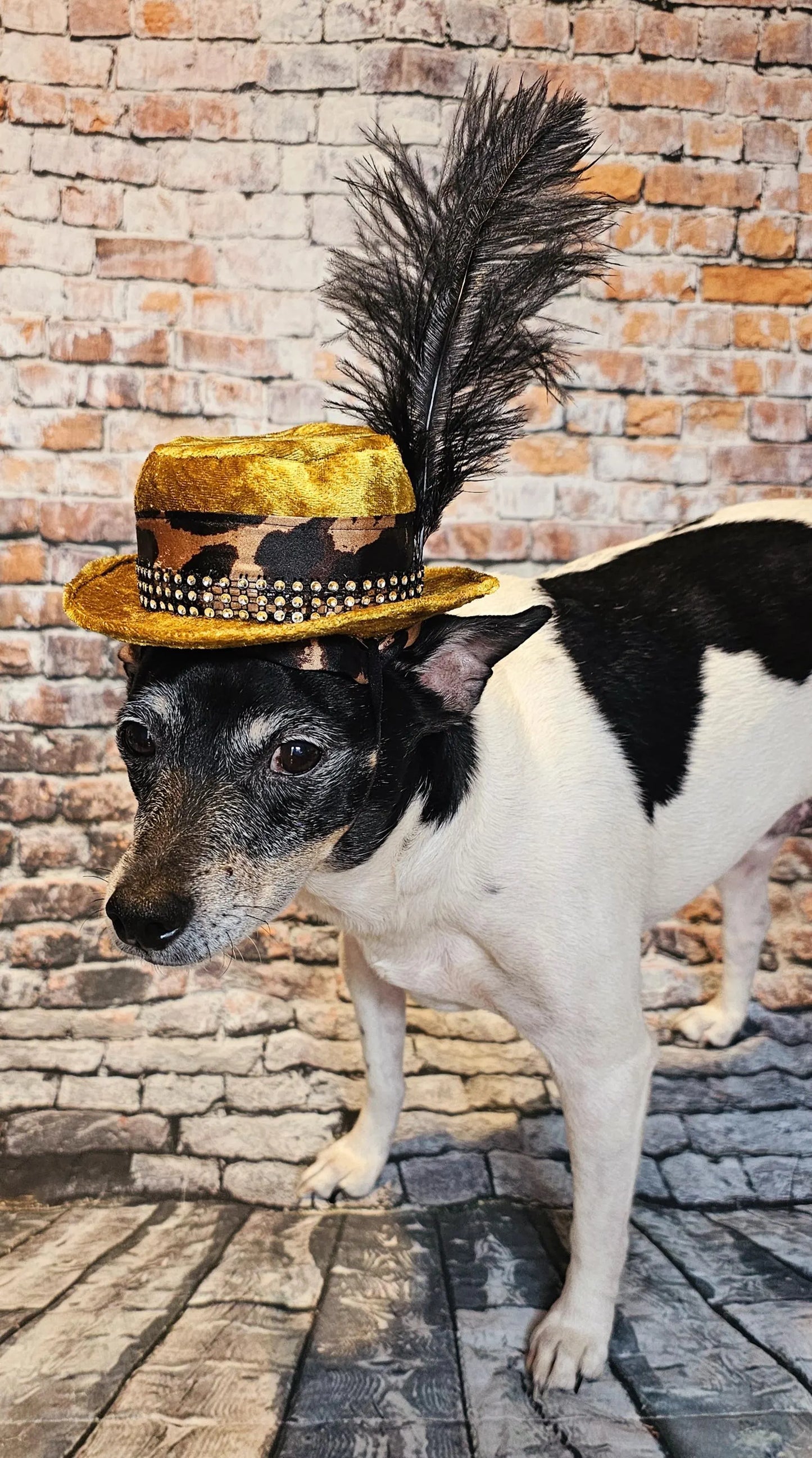 Pimp pet hat, pimp dog hat, gangster pet hat, gangster dog hat, pet pimp hat, pimp cat hat, dog gangster hat, pimp feather pet hat