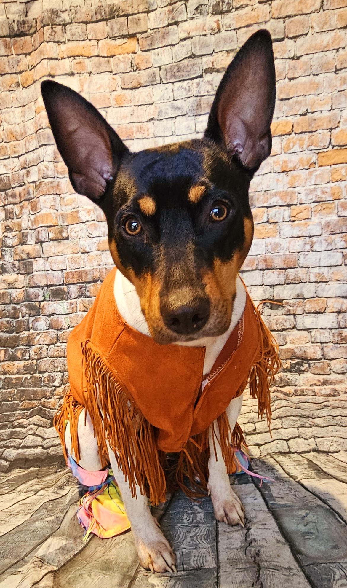 - Woofstock fringe pet hippie vest, pet hippie costume, tassel pet jacket, brown fringe pet, bell bottom pet, hippie dog costume