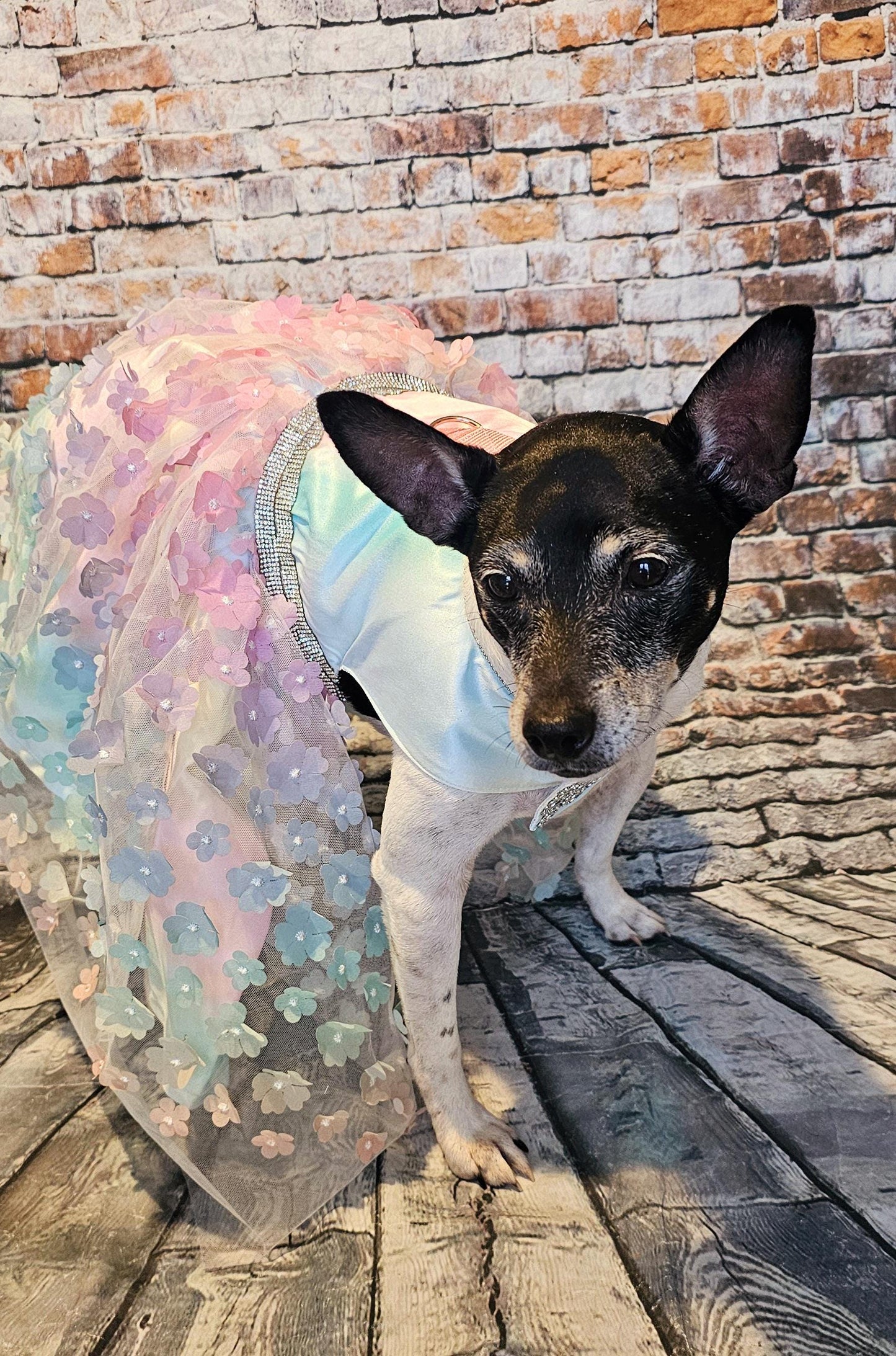 Flower pet dress, flower dog dress, flower cat dress, pastel pet dress, special occasion pet dress, couture pet dress, 3D flower pet dress