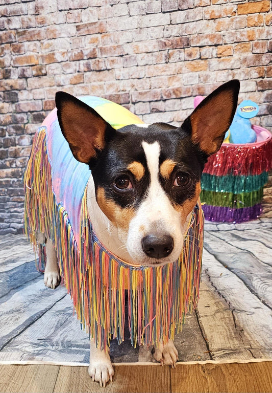 Tie-Dye tassel pet dress, Easter egg pet dress, 70s fringe pet costume, Tie-dye fringe pet costume, fringe dog costume, Tie dye cat dress