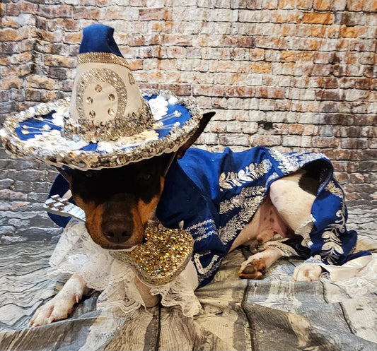 - Mariachi Pet costume, Charro pet clothes, Cinco De Mayo pet suit, Cinco De Mayo pet hat, Cinco de mayo dog hat, Cinco dog costume