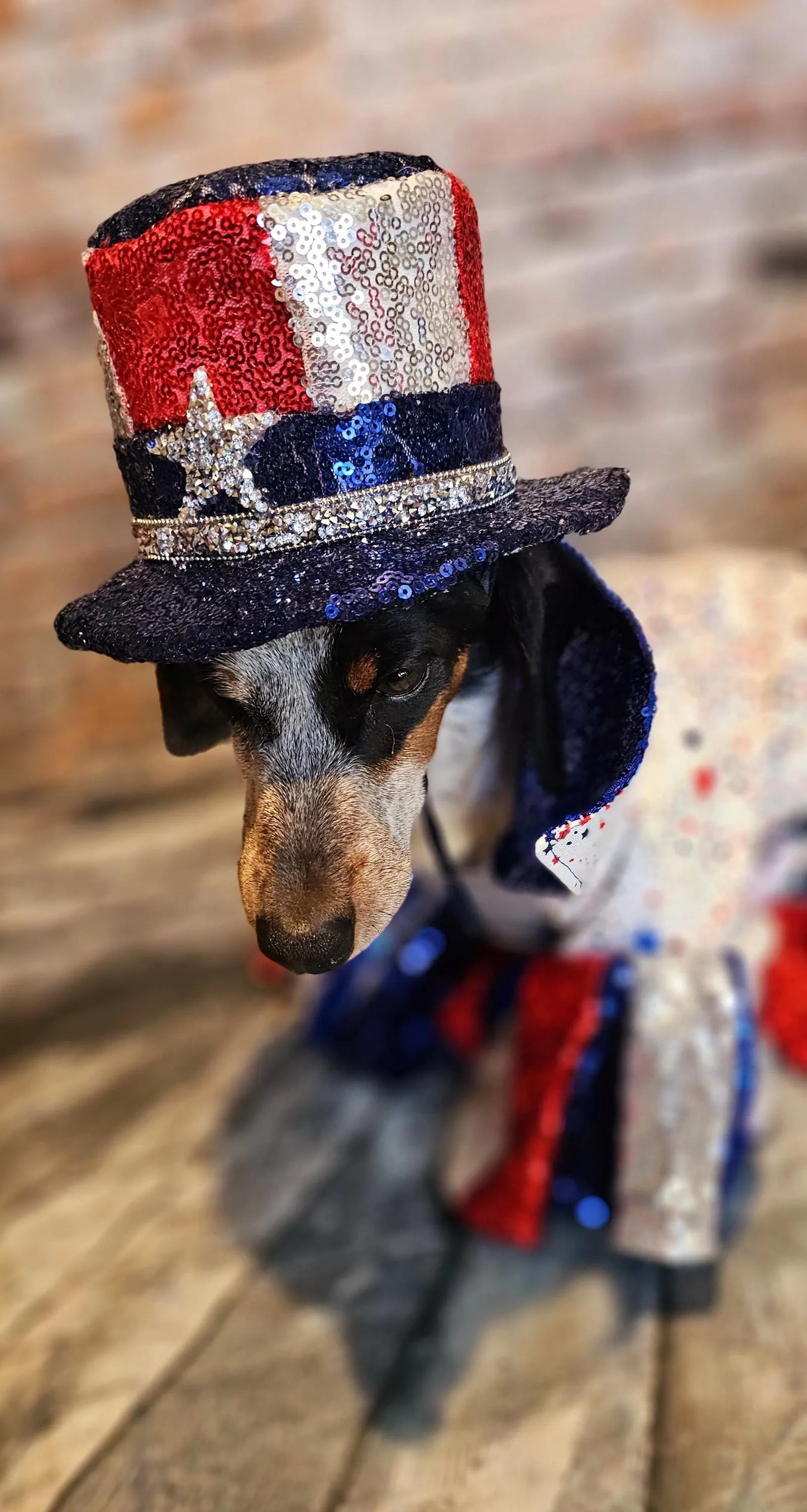 July 4th pet hat, 4th of July pet glasses, Independence day pet hat, July 4th pet hat, July 4th dog hat, July 4th dog glasses, pet hat
