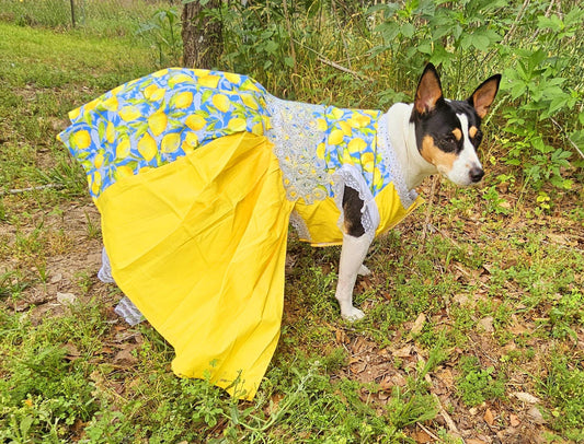 Lemon pet dress, lemon print dog dress, lemon cat dress, pet lemon dress, dog dresses