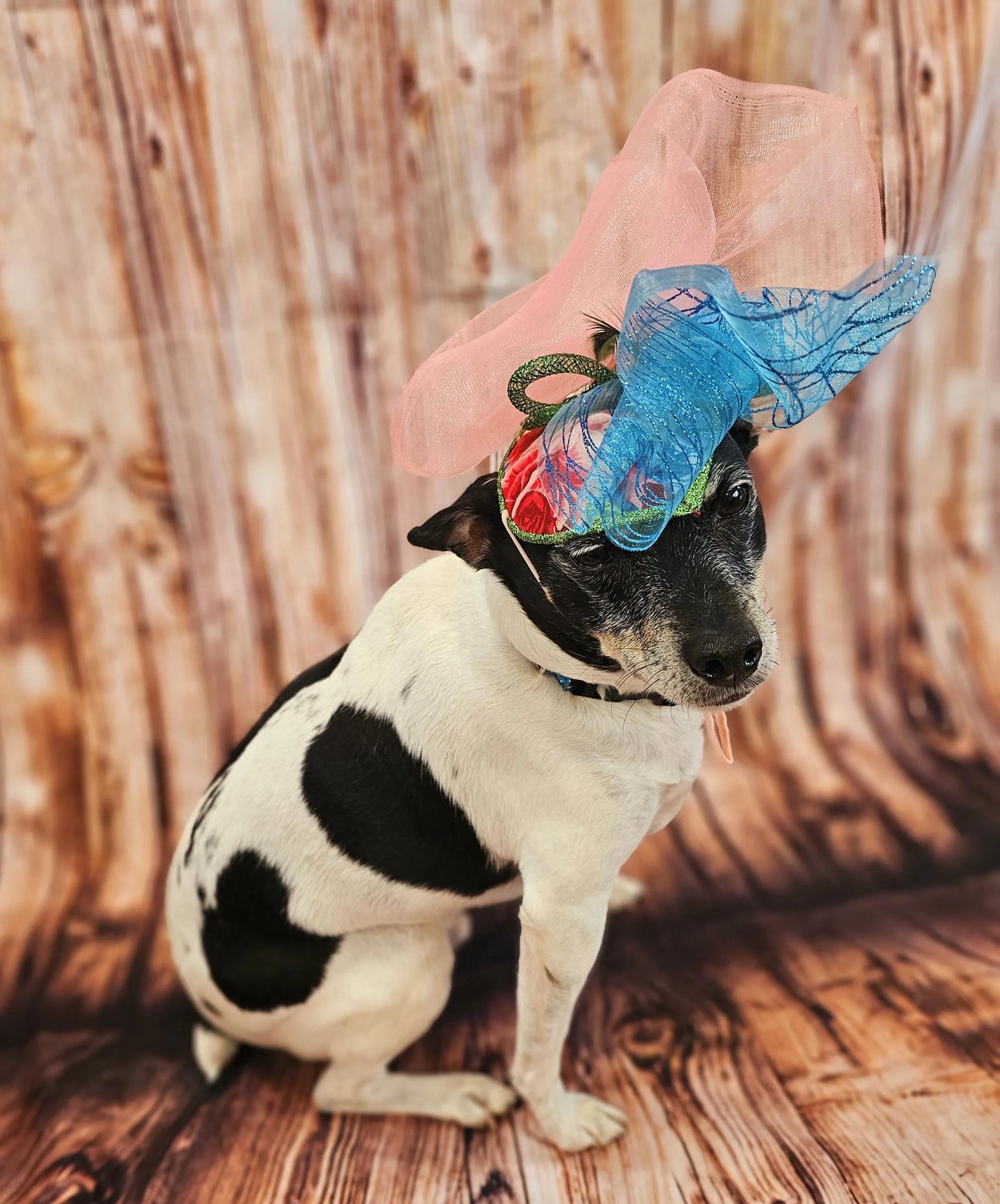 Kentucky Derby pet fasunator hat, derby pet hat