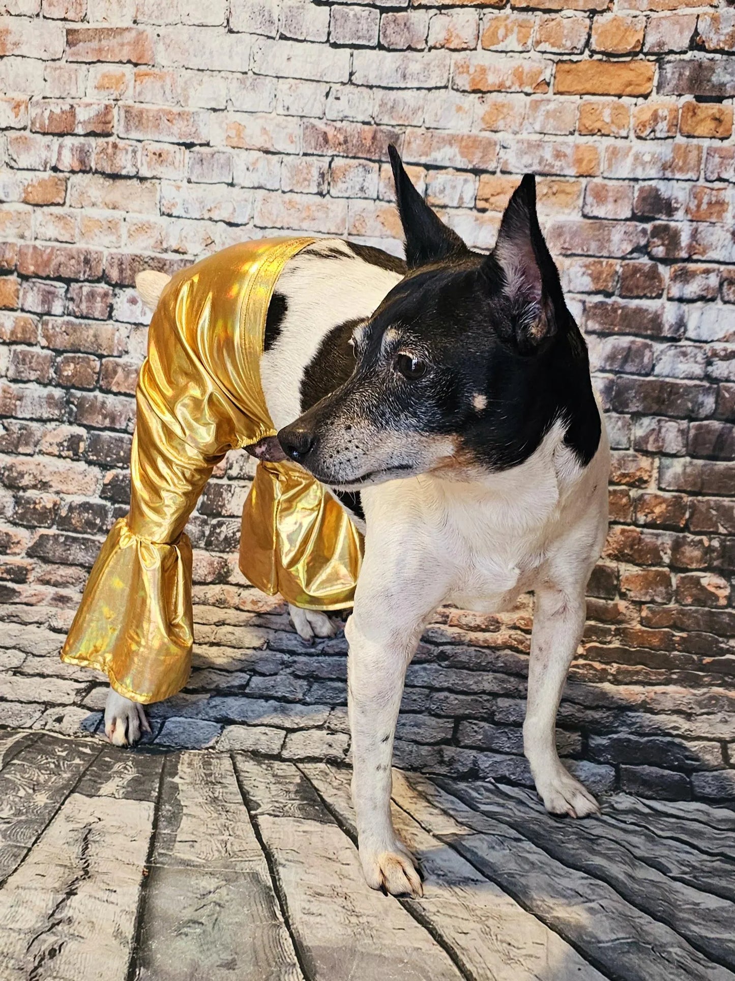 - Bell bottoms for pets, bell bottom pet pants, dog bell bottoms