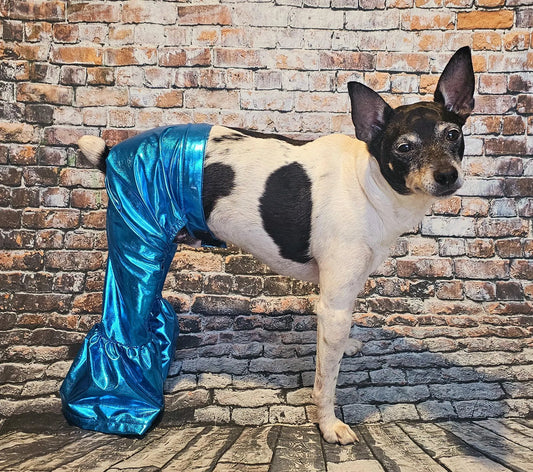 - Bell bottoms for pets, bell bottom pet pants, dog bell bottoms