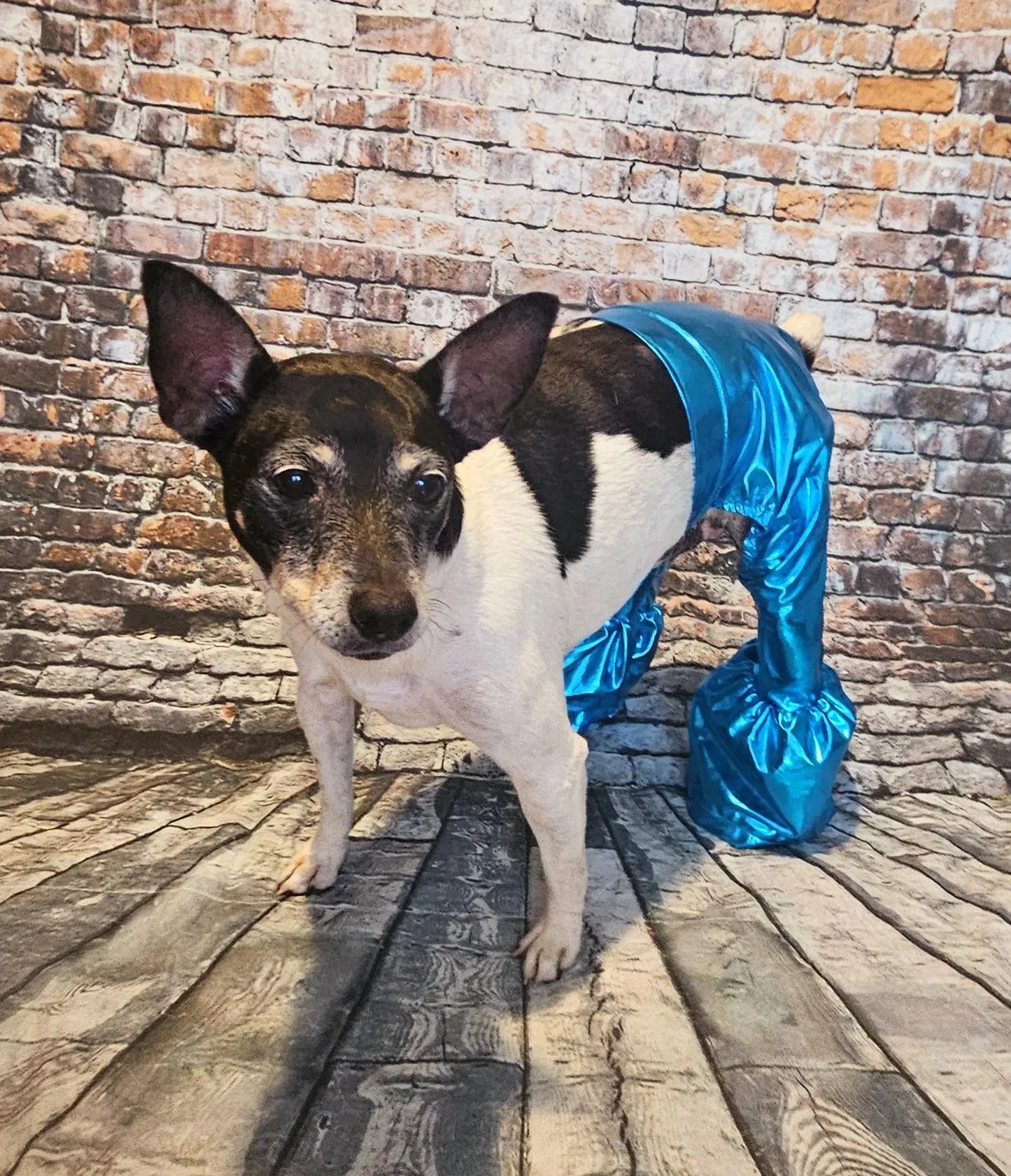- Bell bottoms for pets, bell bottom pet pants, dog bell bottoms