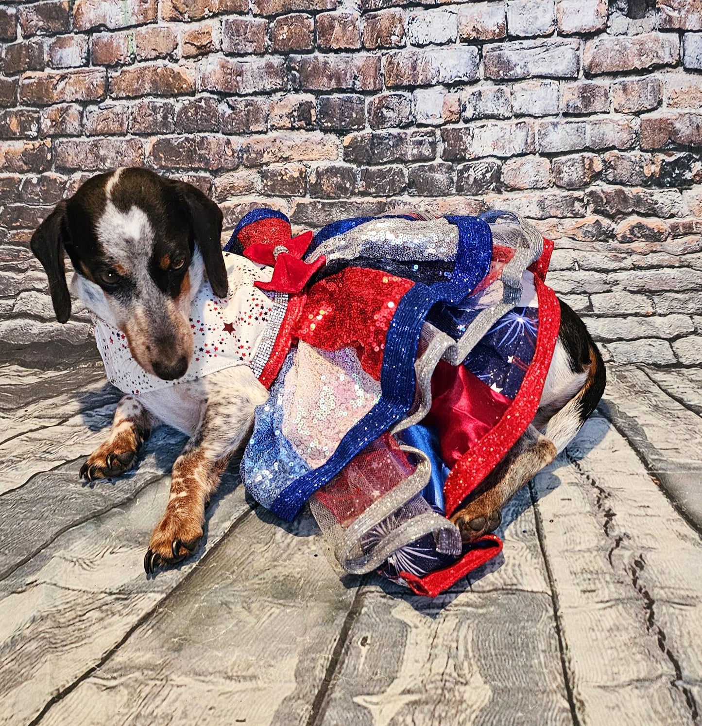 July 4th sequin pet costume, 4th of July pet dress, sequin patriotic pet dress, 4th of july dog dress, 4th of july dog costume, July 4th pet dress