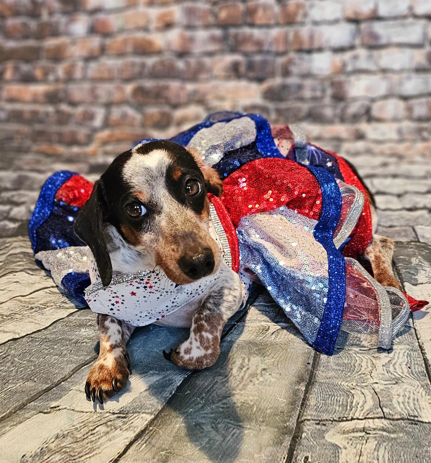 July 4th sequin pet costume, 4th of July pet dress, sequin patriotic pet dress, 4th of july dog dress, 4th of july dog costume, July 4th pet dress