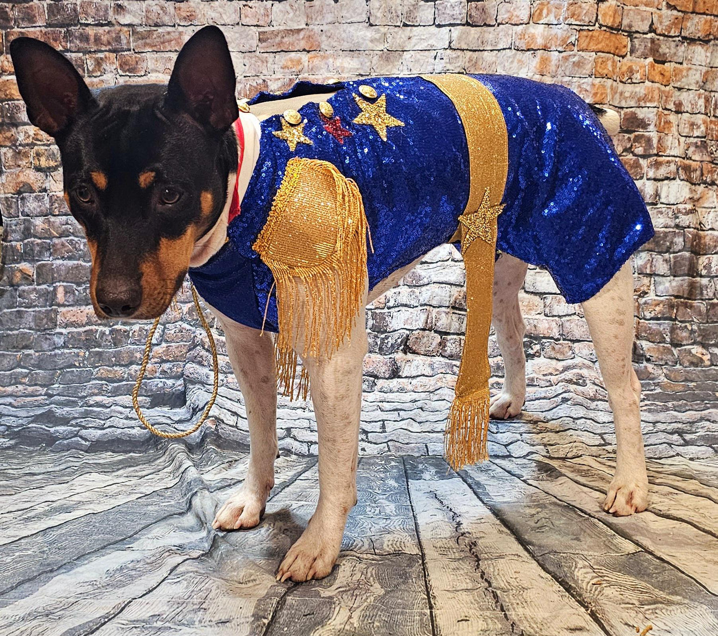 -  Chappell Roan pet costume, Chappell Roan sequin dog costume