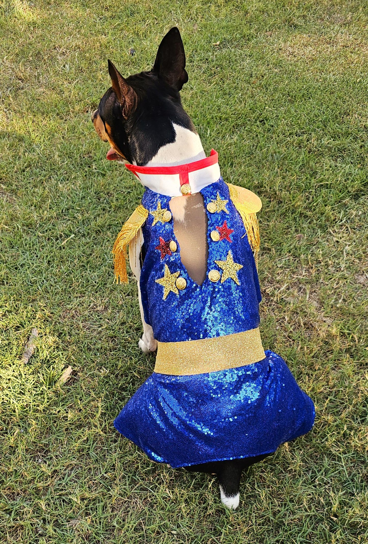 -  Chappell Roan pet costume, Chappell Roan sequin dog costume