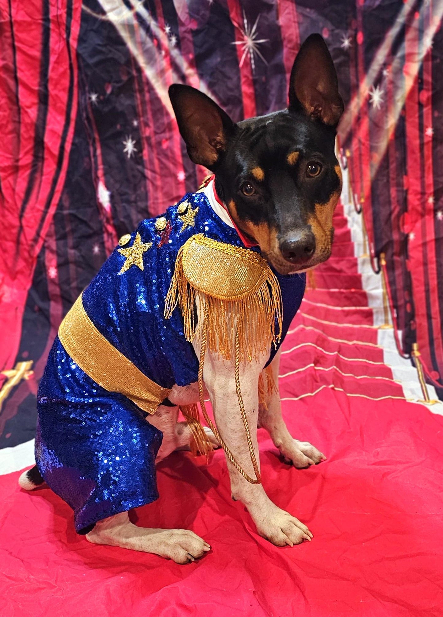 -  Chappell Roan pet costume, Chappell Roan sequin dog costume